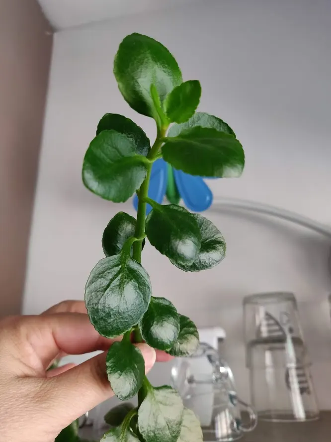 Baby's Tears (Soleirolia Soleirolii) — Baby's Tears thrive in part to full shade; contributing an idyllic charm and requiring little care to maintain their
