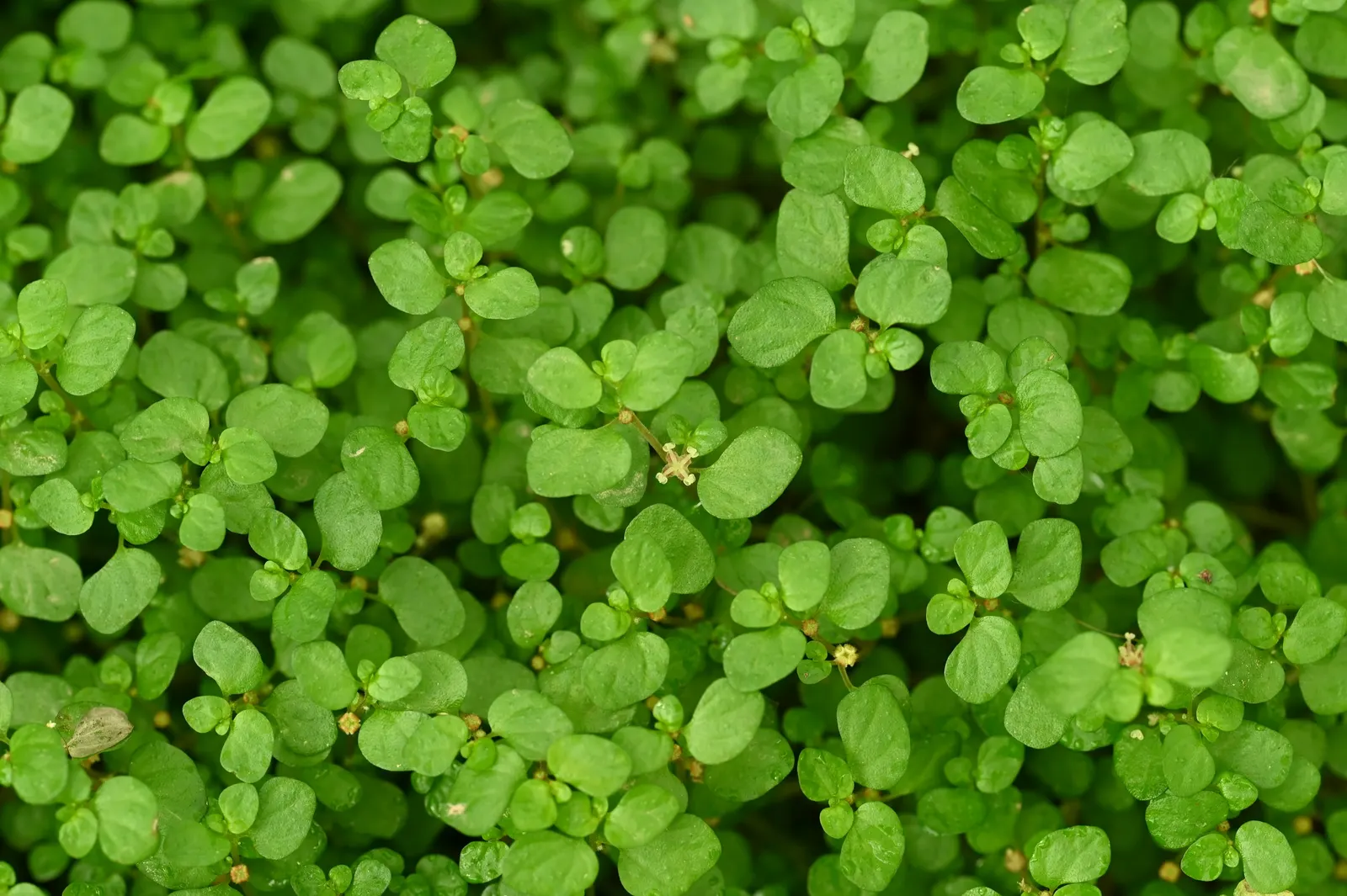 Baby's Tears (Soleirolia Soleirolii) — They are effective as living mulch, helping to retain soil moisture and suppress weeds