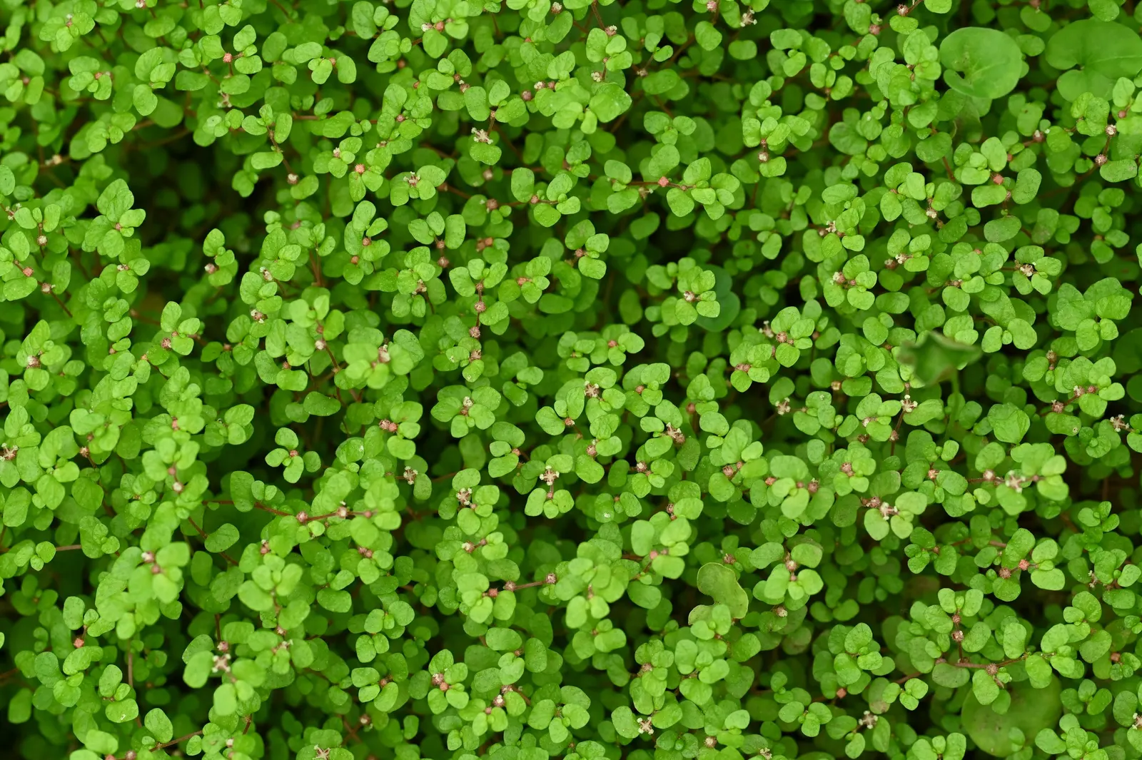 Baby's Tears (Soleirolia Soleirolii) — it prefers partial to full shade