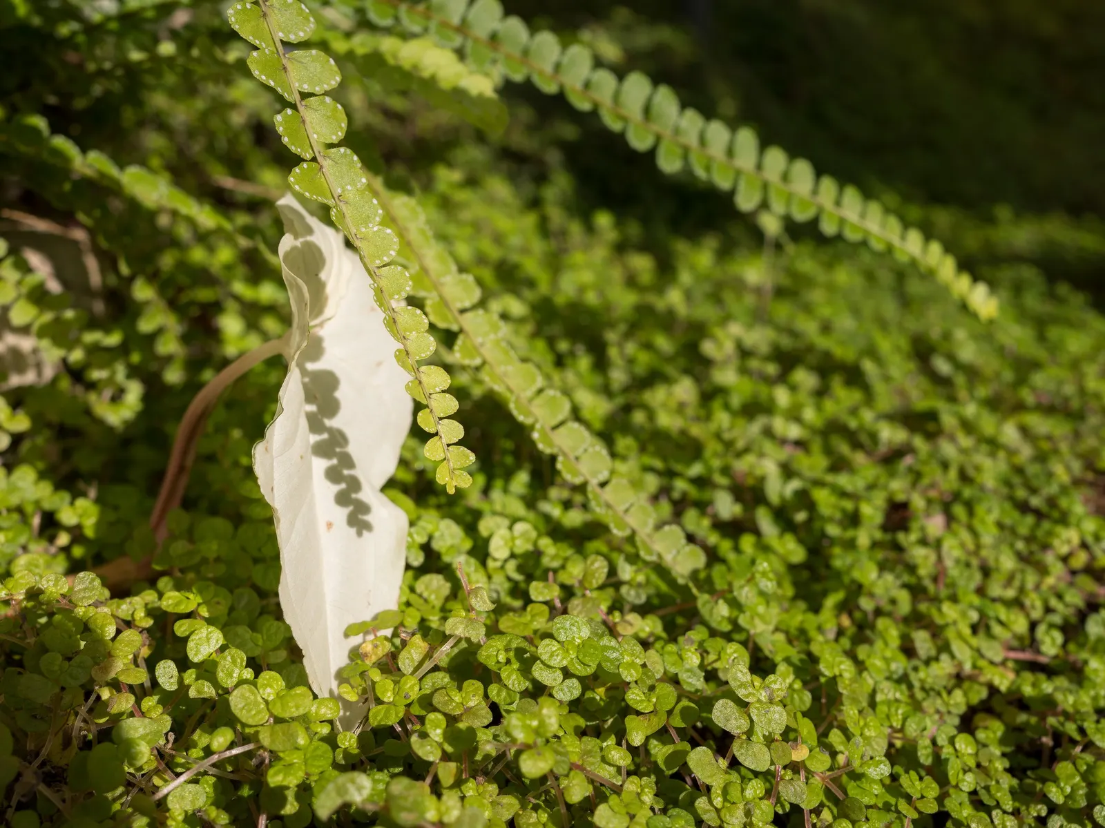 Baby's Tears (Soleirolia Soleirolii) — They are effective as living mulch, helping to retain soil moisture and suppress weeds; however, good drainage is