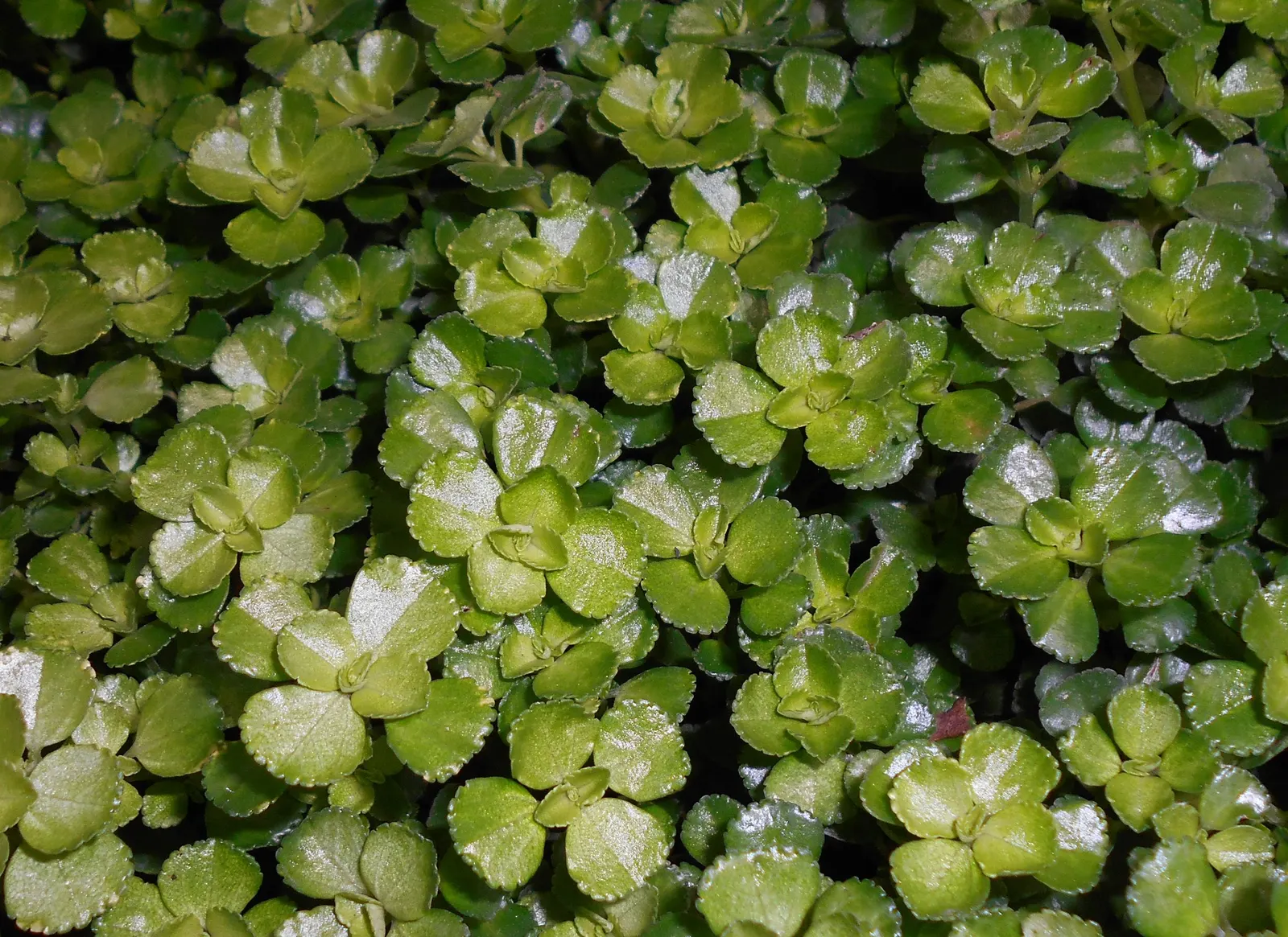 Baby's Tears (Soleirolia Soleirolii) — ground cover / perennial for full or half or shade; offering visual texture and a feeling of enchantment
