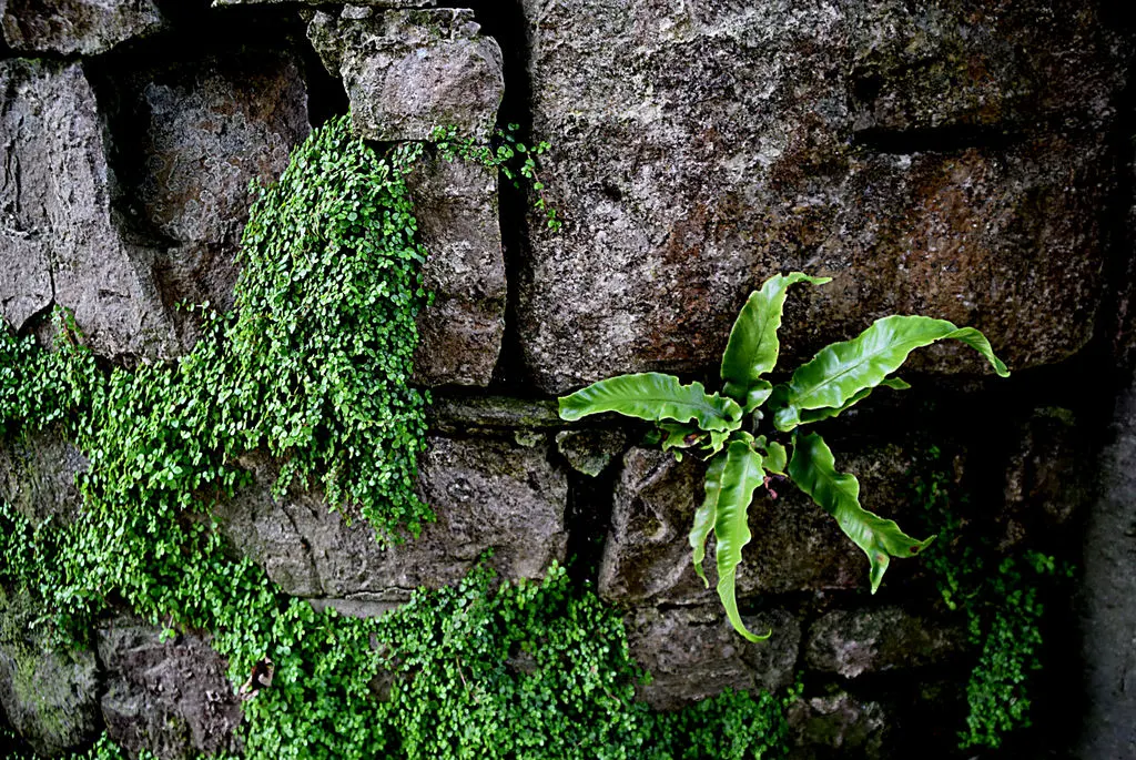 Baby's Tears (Soleirolia Soleirolii) — boasts a delicate yet robust presence in any garden landscape