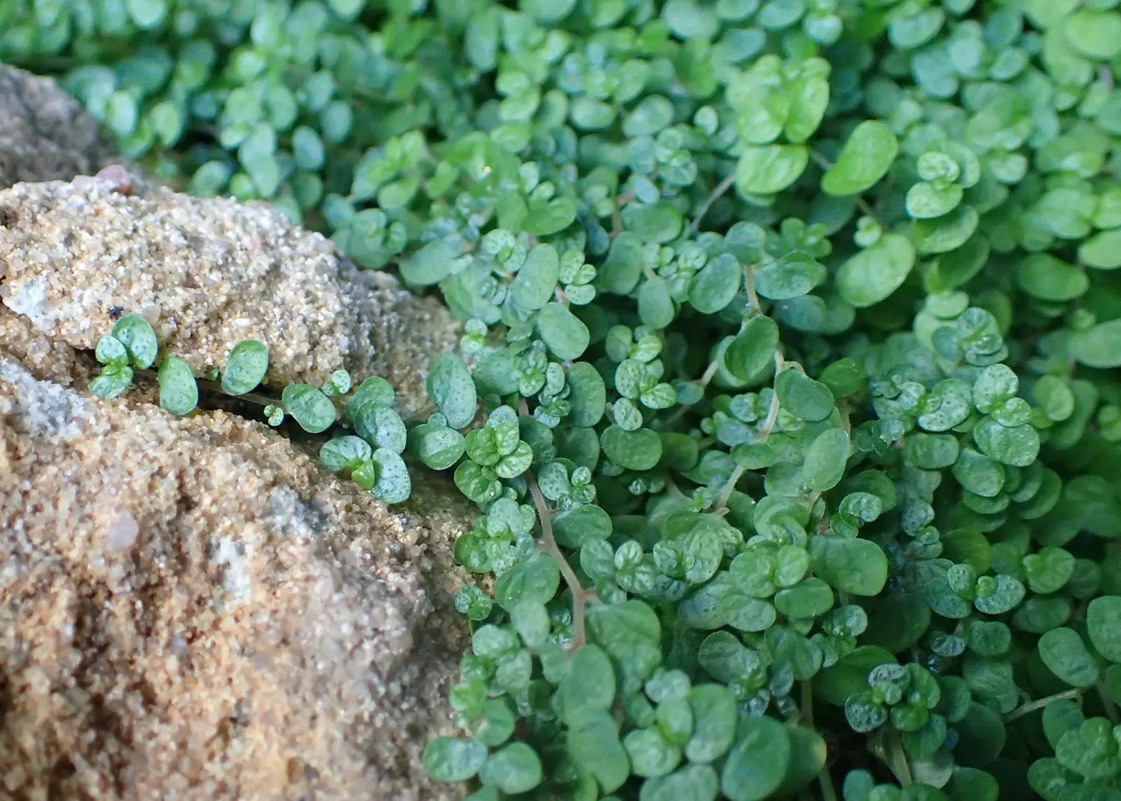 Baby's Tears (Soleirolia Soleirolii) — However, good drainage is crucial to prevent root rot