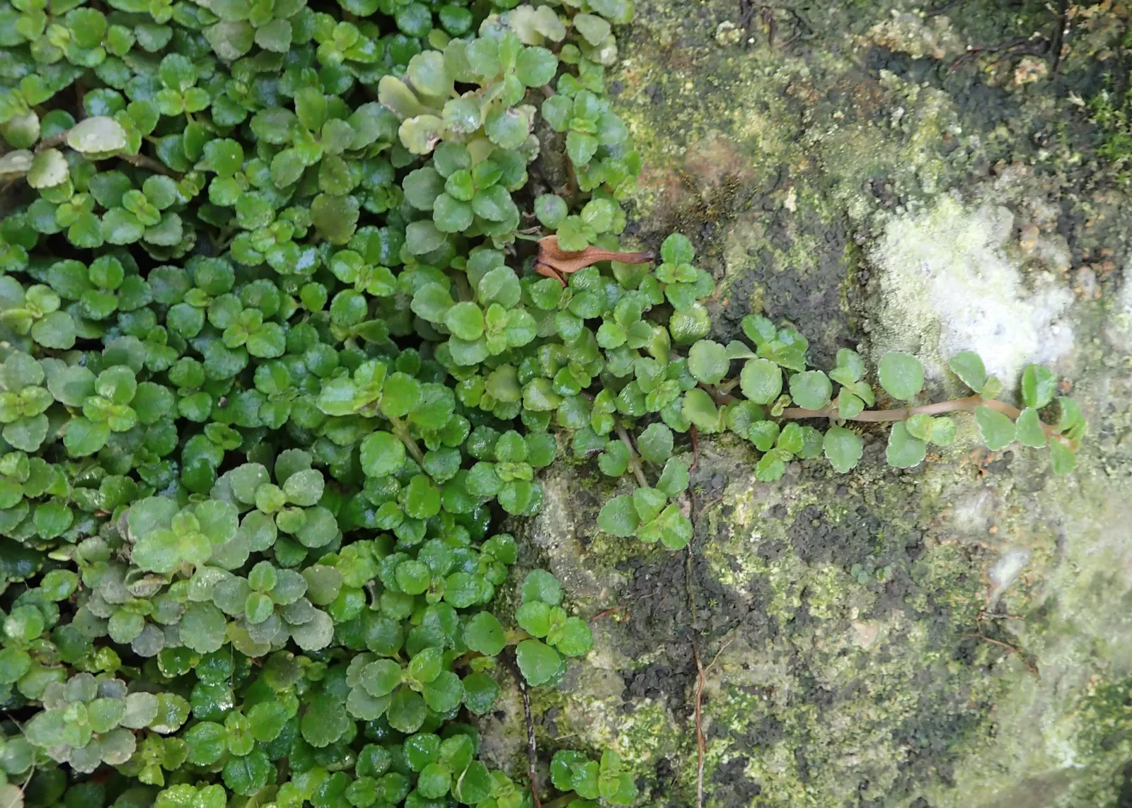 Baby's Tears (Soleirolia Soleirolii) — typically a vibrant green; it prefers partial to full shade