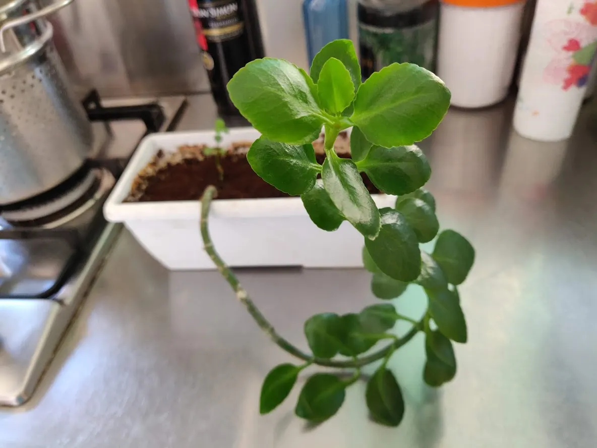 Baby's Tears (Soleirolia Soleirolii) — commonly referred to as Baby's Tears