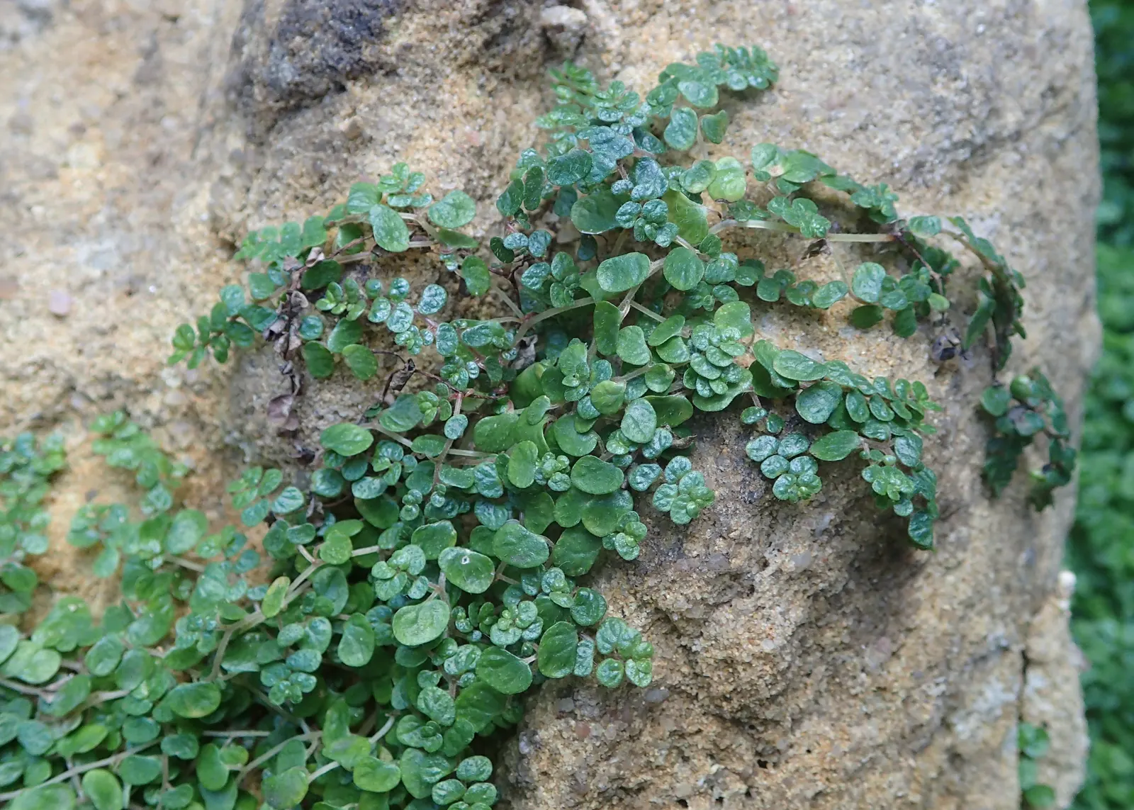 Baby's Tears (Soleirolia Soleirolii) — Offering visual texture and a feeling of enchantment
