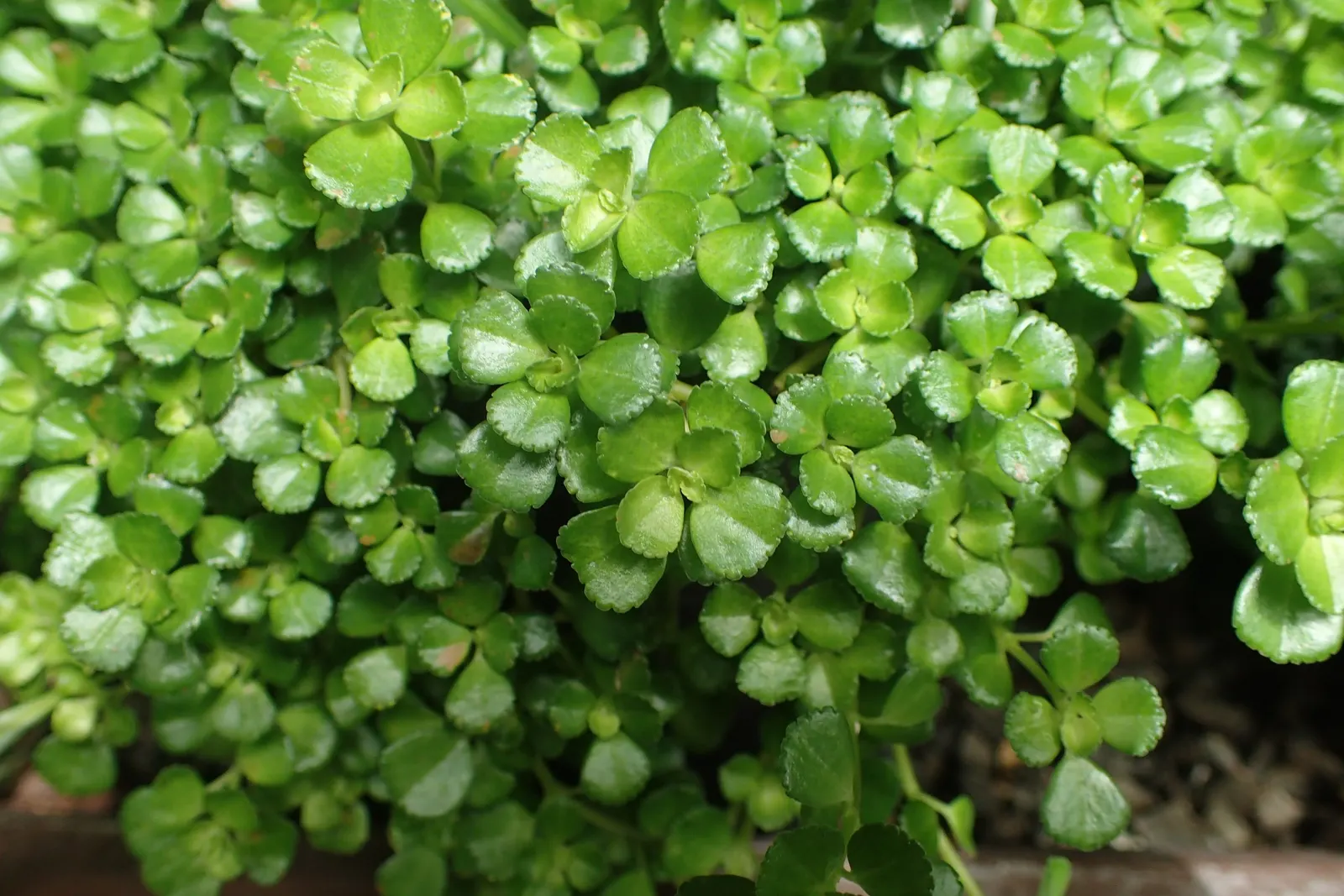 Baby's Tears (Soleirolia Soleirolii) — these plants require minimal pruning but do benefit from regular watering during dry spells