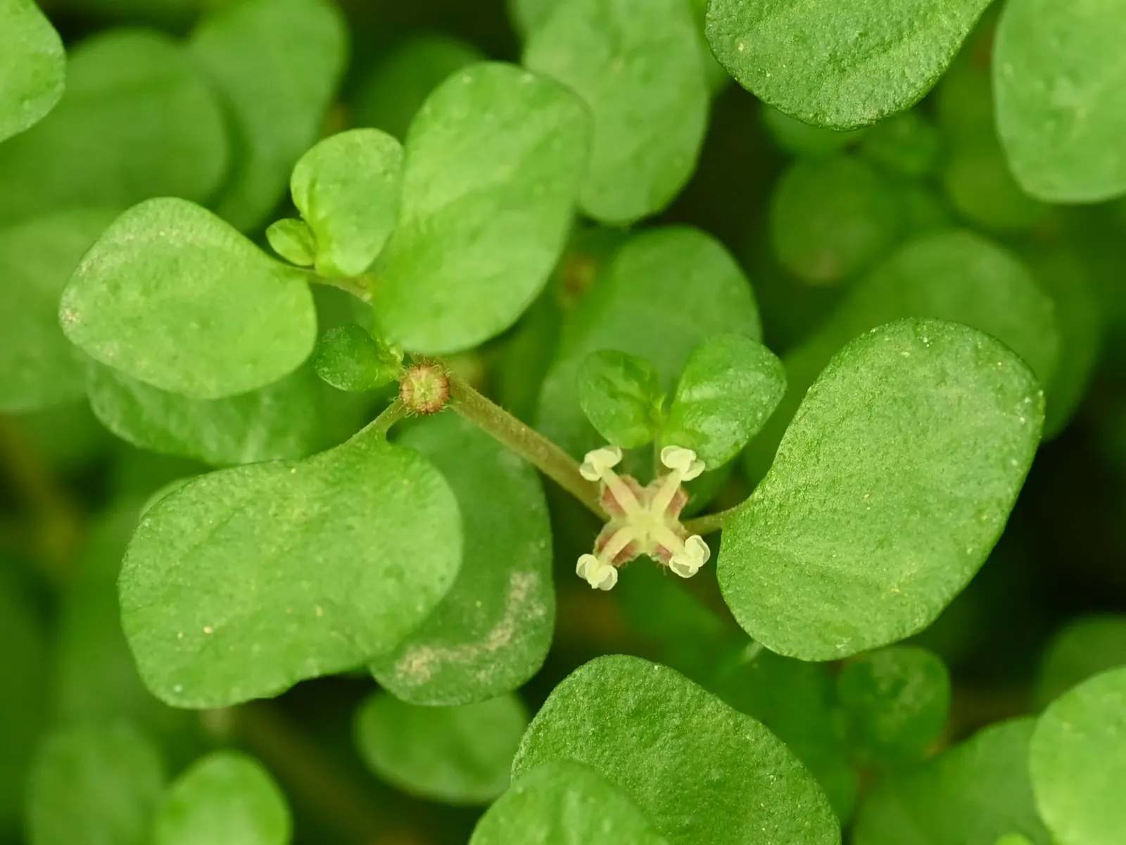 Baby's Tears (Soleirolia Soleirolii) — commonly referred to as Baby's Tears; flourishing under the canopy of larger trees or in the dappled light, image 54