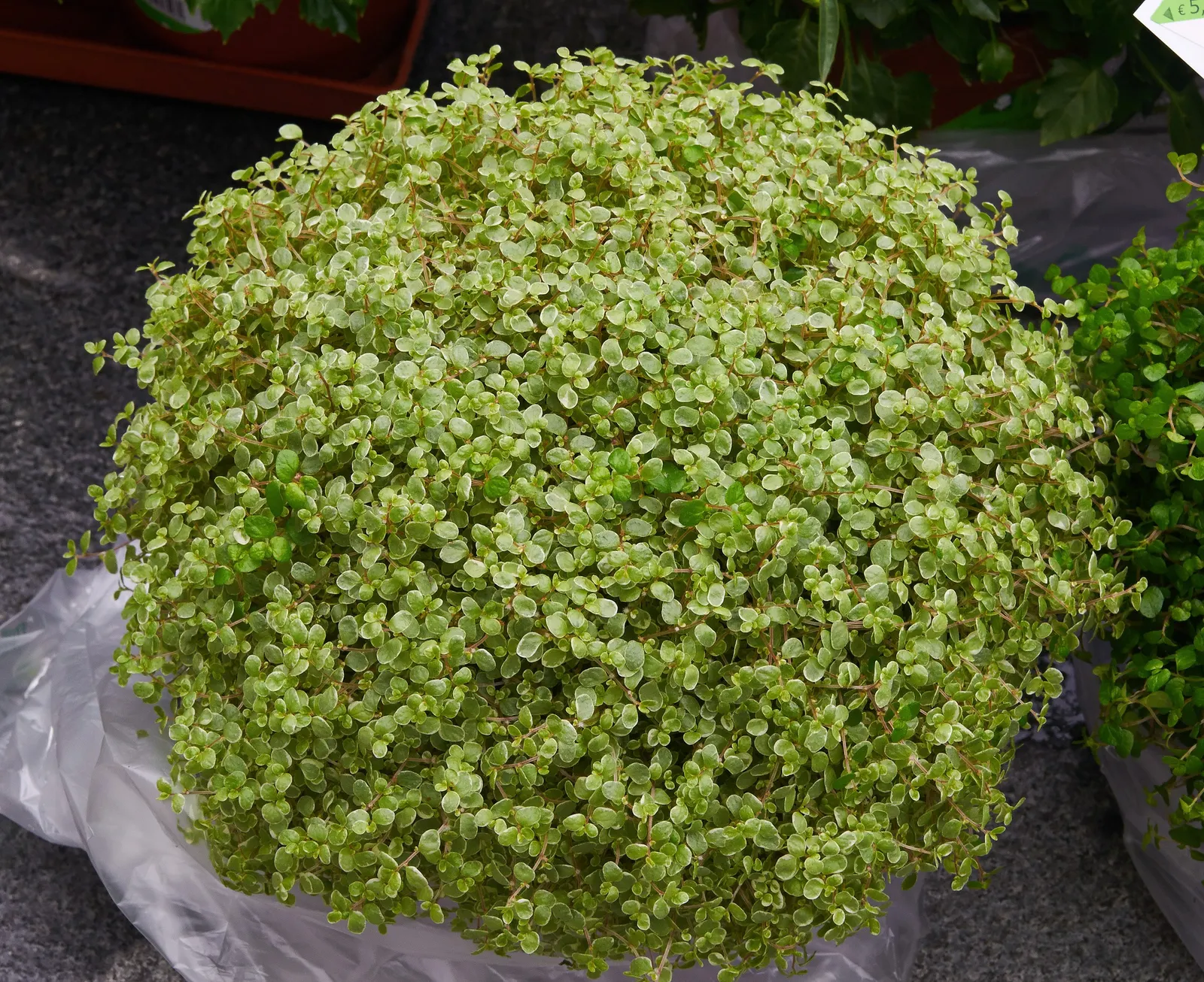 Baby's Tears (Soleirolia Soleirolii) — Its rapid growth and mat-forming habit provide an excellent option for filling gaps in shaded areas