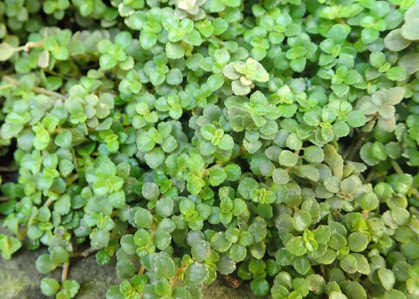 Baby's Tears (Soleirolia Soleirolii) — adding nuanced color beneath taller plantings.<br><br>Adaptable to zones 9 to 11