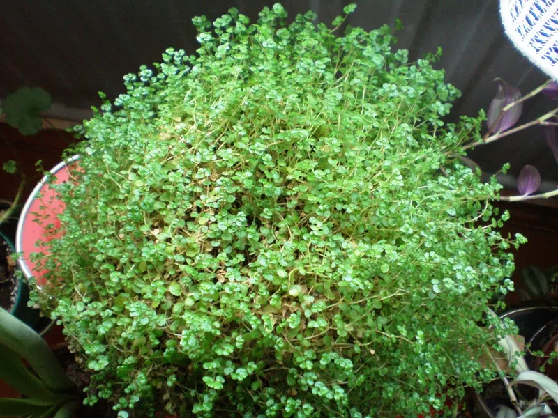Baby's Tears (Soleirolia Soleirolii) — Baby's Tears are a whimsical addition to any client's garden; boasts a delicate yet robust presence in any garden