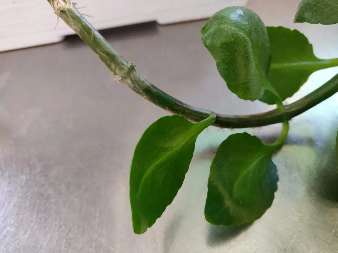 Baby's Tears (Soleirolia Soleirolii) — it prefers partial to full shade; typically a vibrant green