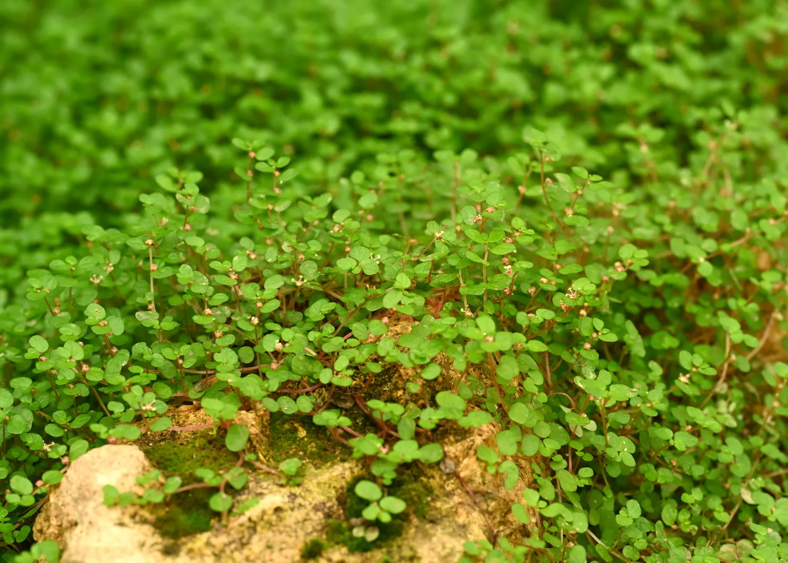 Baby's Tears (Soleirolia Soleirolii) — Baby's Tears thrive in part to full shade