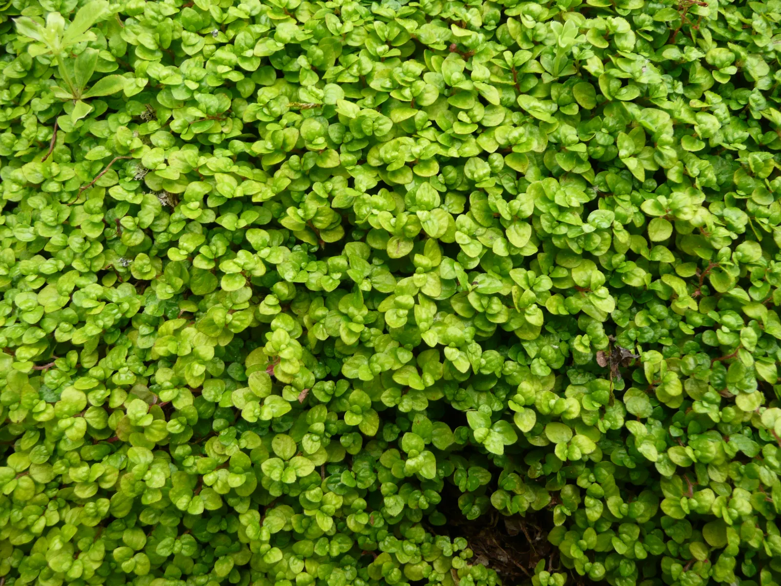 Baby's Tears (Soleirolia Soleirolii) — rounded leaves less than 1/8 inch across; may also present in golden or variegated forms