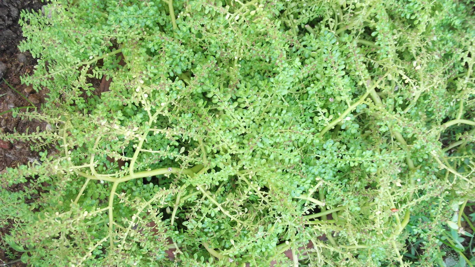 Baby's Tears (Soleirolia Soleirolii) — Baby's Tears are a whimsical addition to any client's garden
