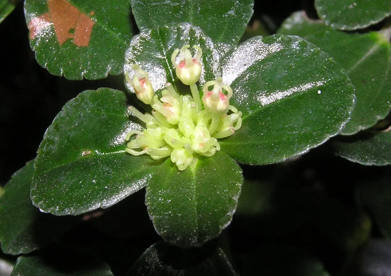 Baby's Tears (Soleirolia Soleirolii) — these plants require minimal pruning but do benefit from regular watering during dry spells; imparting a velvety texture
