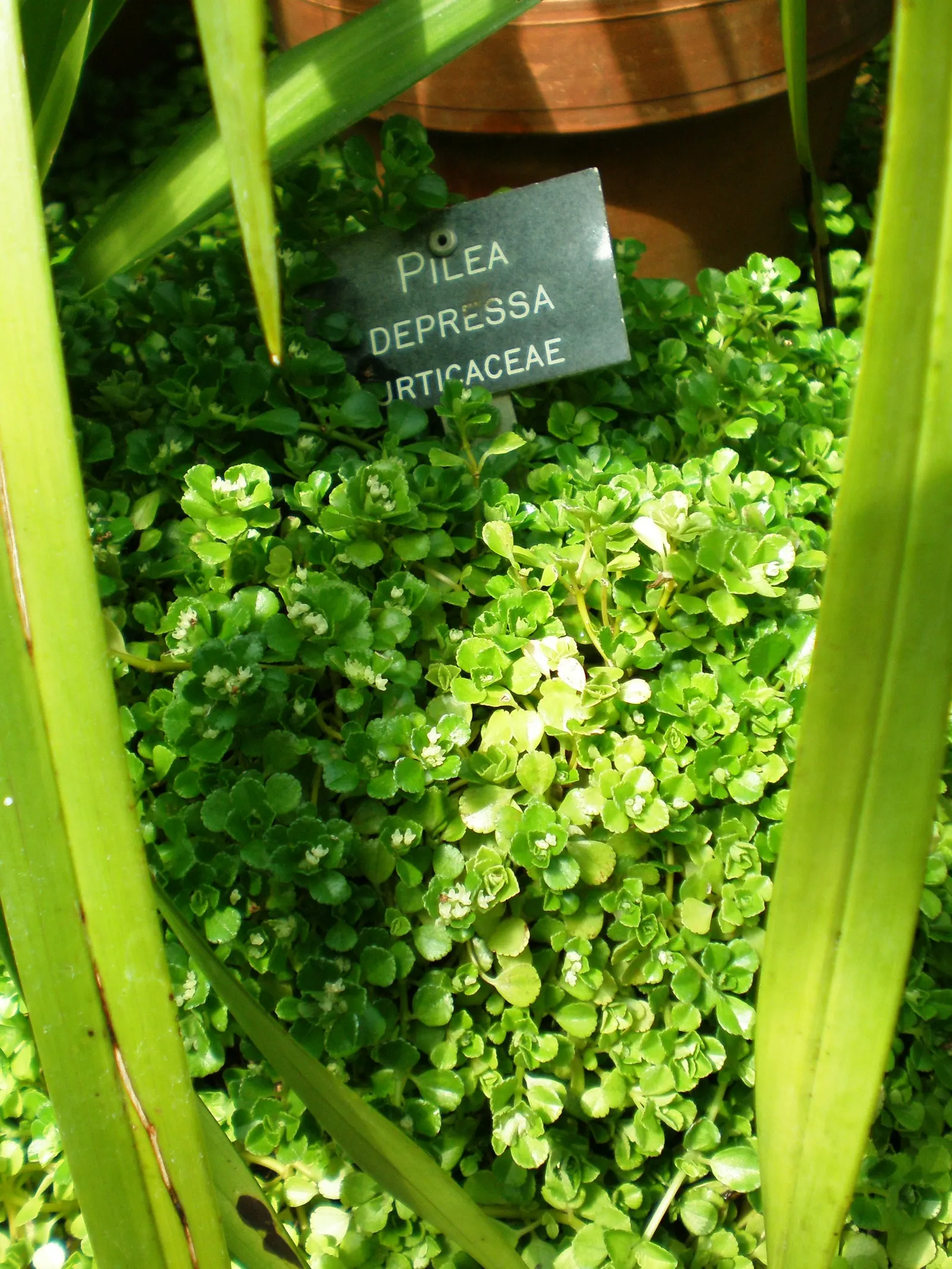 Baby's Tears (Soleirolia Soleirolii) — making it ideal for ground cover or container gardens; with a preference for a humid microclimate, image 51