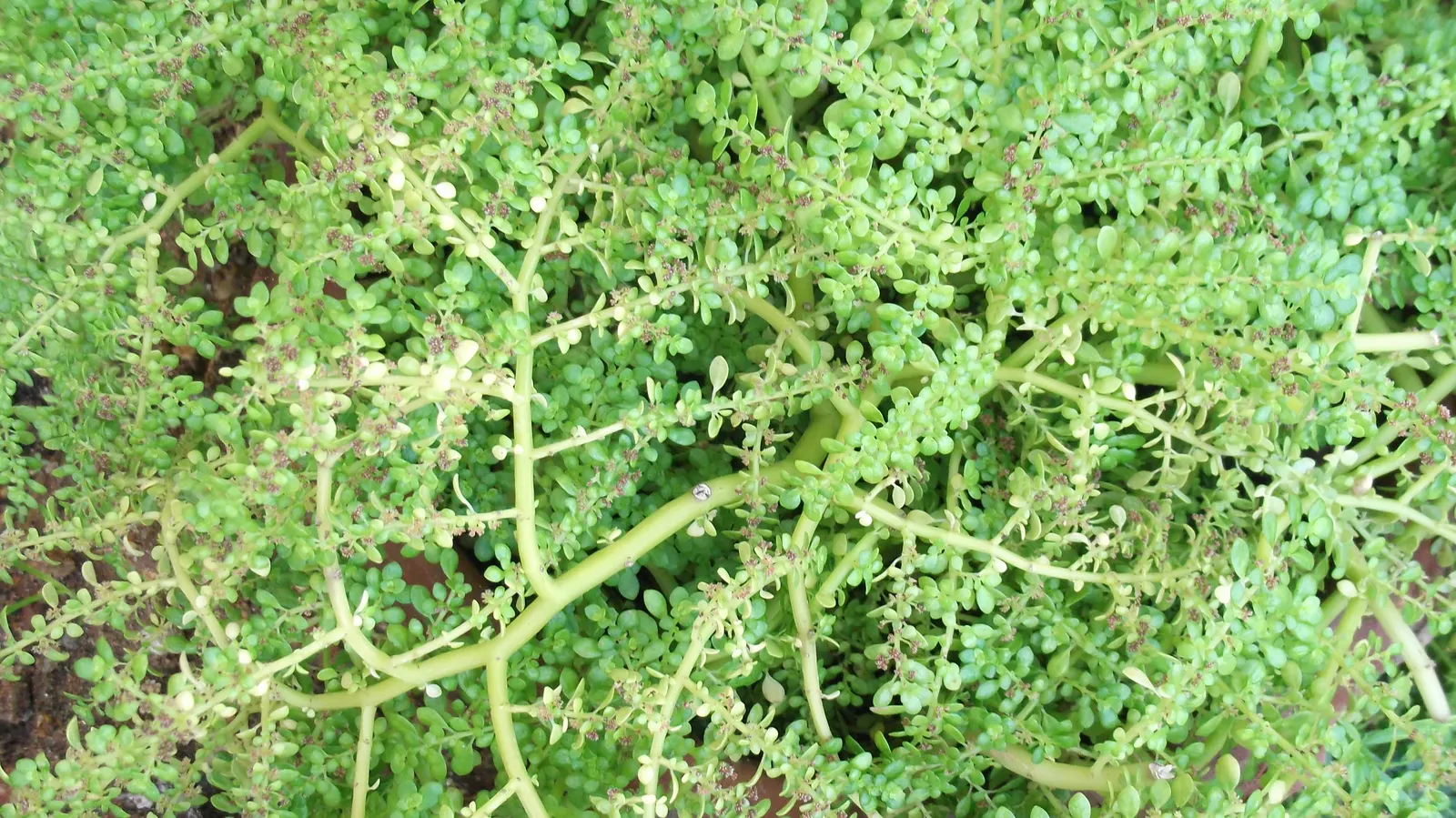 Baby's Tears (Soleirolia Soleirolii) — They should be planted in rich, well-draining soil, with a preference for consistent moisture