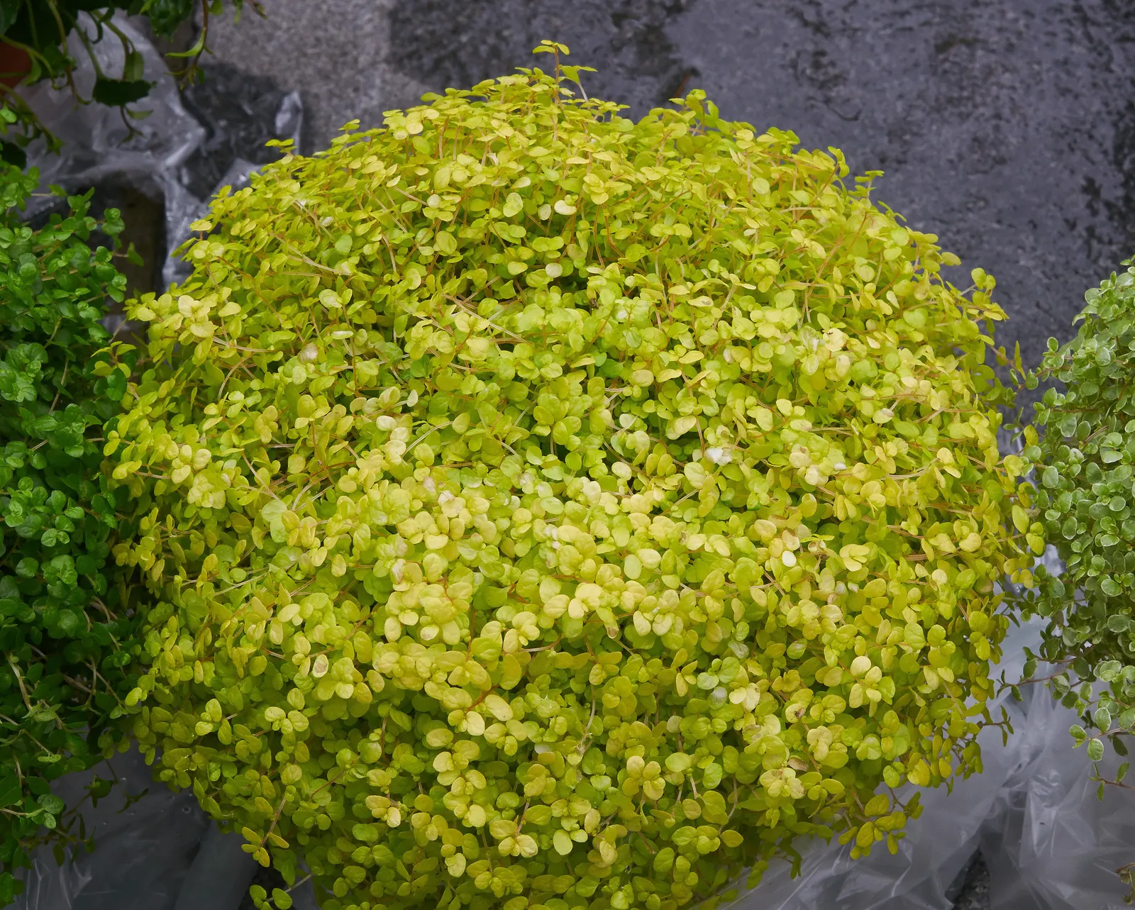 Baby's Tears (Soleirolia Soleirolii) — may also present in golden or variegated forms