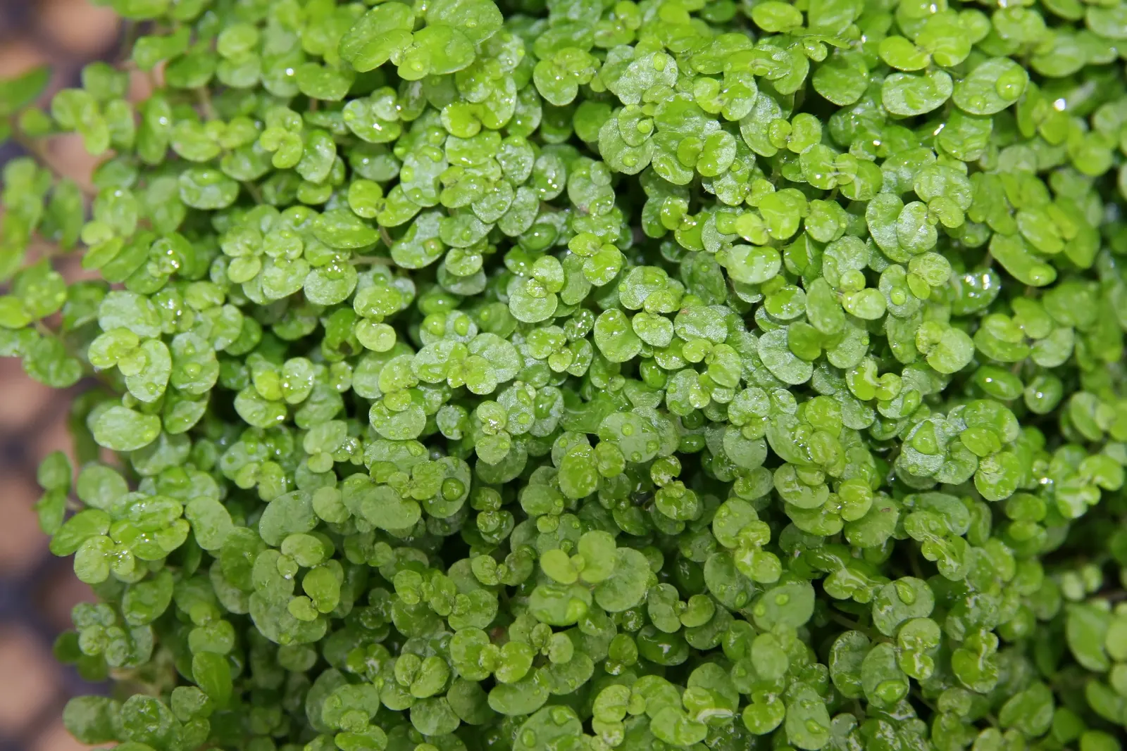 Baby's Tears (Soleirolia Soleirolii) — This low-growing plant reaches a height of 1-6 inches with a spread of 12-18 inches; commonly known as Baby's Tears