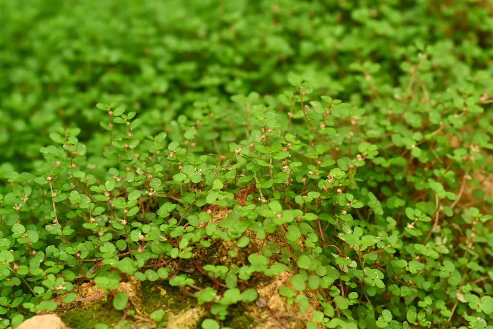 Baby's Tears (Soleirolia Soleirolii) — Offering visual texture and a feeling of enchantment; ground cover / perennial for full or half or shade