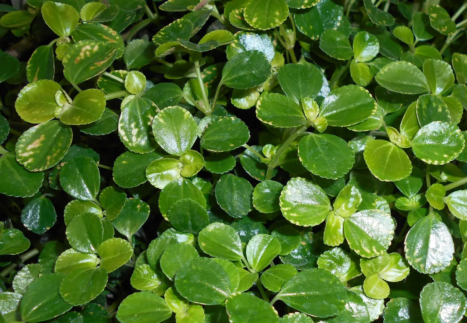 Baby's Tears (Soleirolia Soleirolii) — Its rapid growth and mat-forming habit provide an excellent option for filling gaps in shaded areas; this, image 53