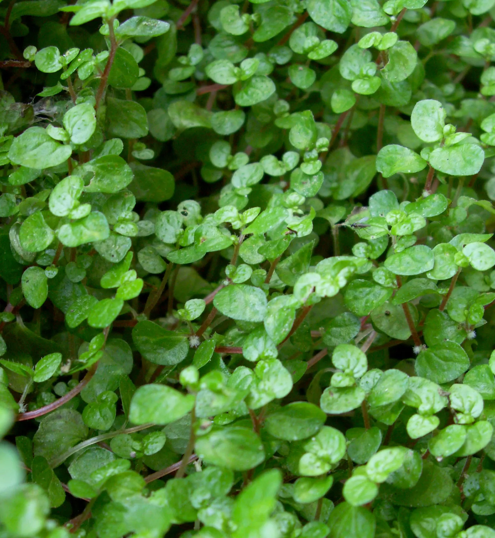 Baby's Tears (Soleirolia Soleirolii) — However, good drainage is crucial to prevent root rot; they are effective as living mulch, helping to retain soil