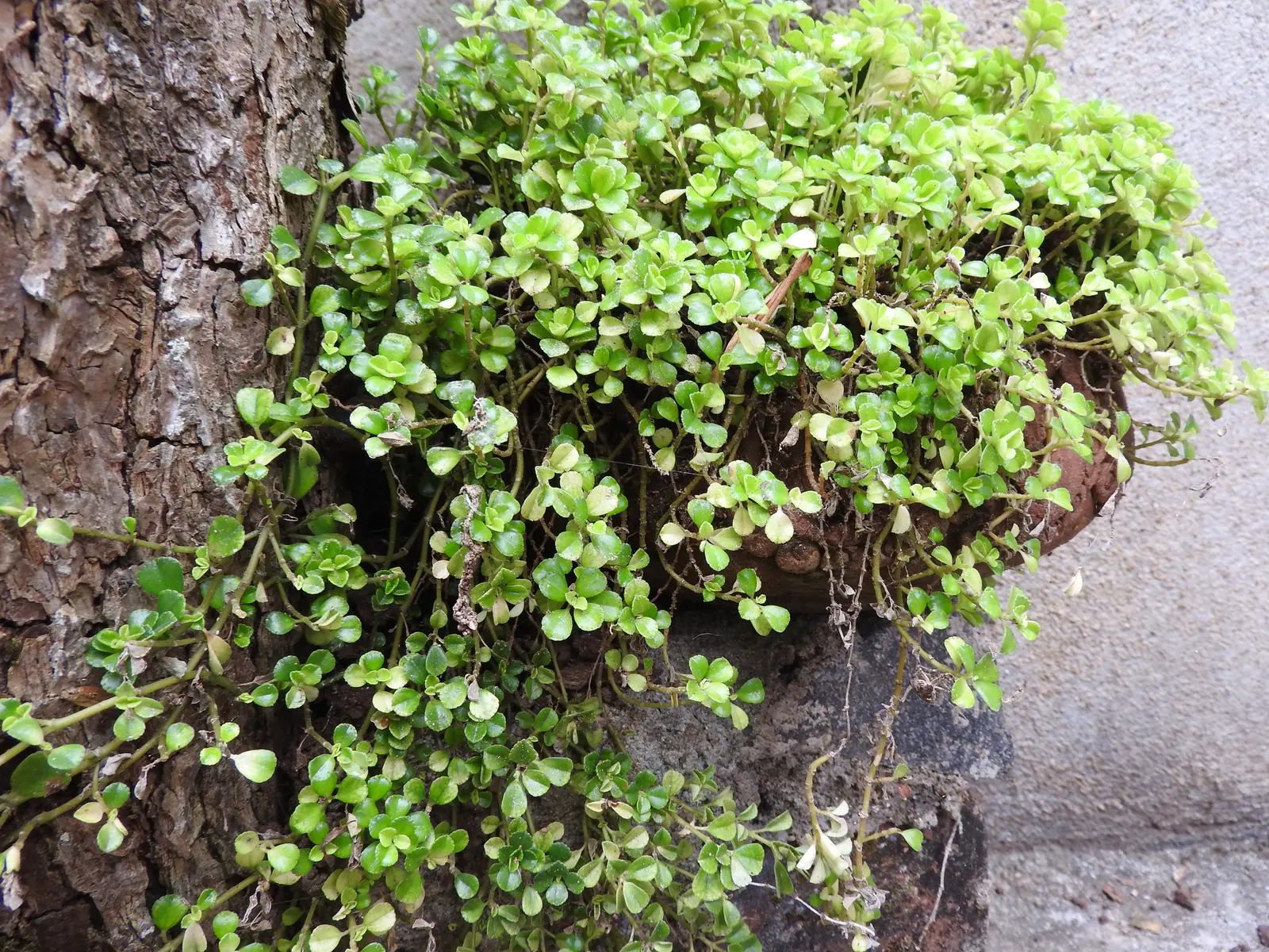 Baby's Tears (Soleirolia Soleirolii) — adding nuanced color beneath taller plantings.<br><br>Adaptable to zones 9 to 11; they should be planted in rich