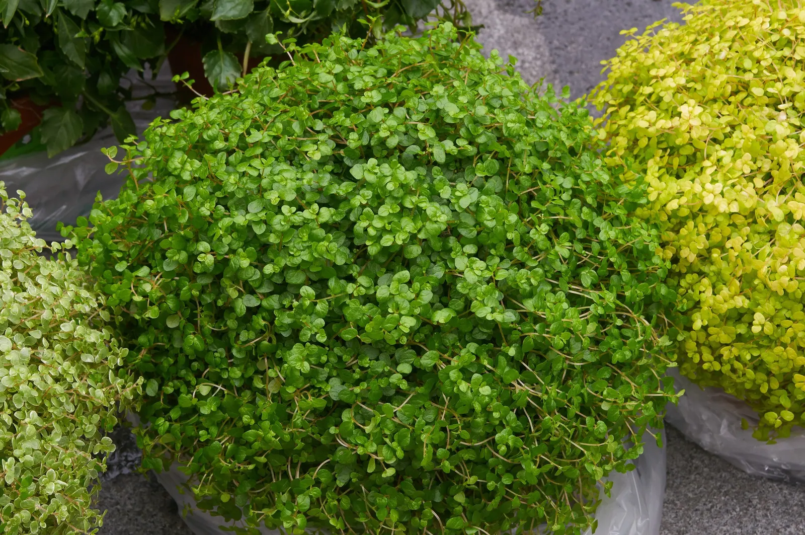 Baby's Tears (Soleirolia Soleirolii) — flourishing under the canopy of larger trees or in the dappled light of a woodland garden