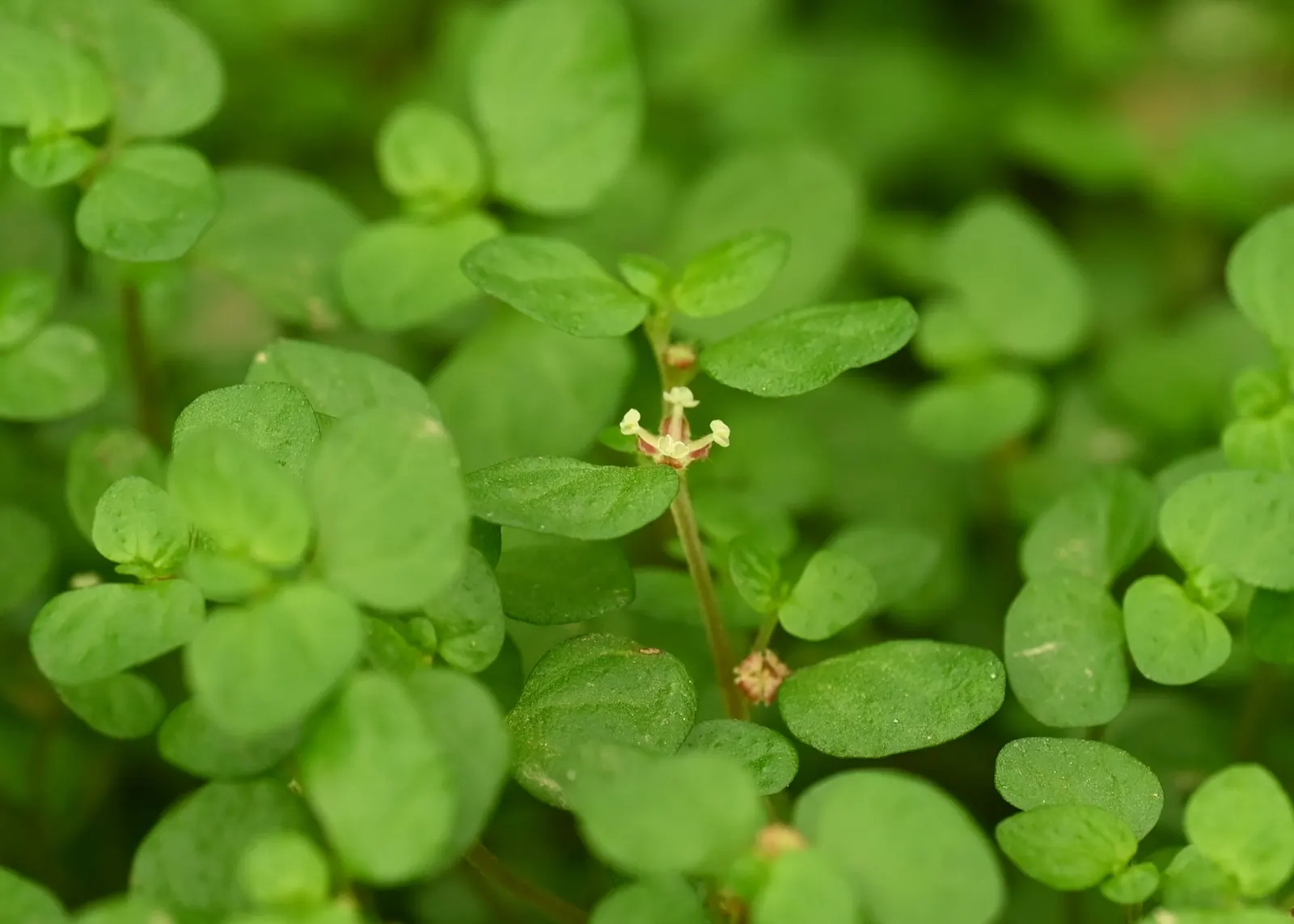 Baby's Tears (Soleirolia Soleirolii) — This evergreen perennial is characterized by its lush