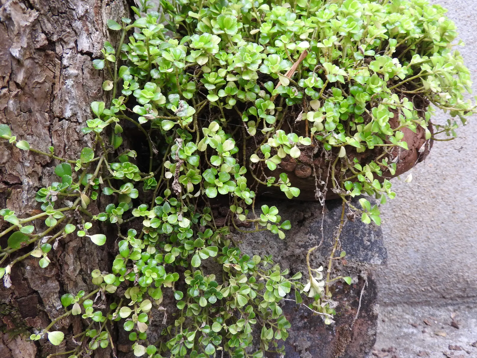 Baby's Tears (Soleirolia Soleirolii) — ground cover / perennial for full or half or shade