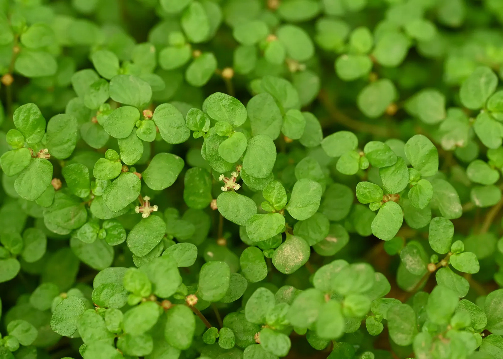 Baby's Tears (Soleirolia Soleirolii) — With a preference for a humid microclimate