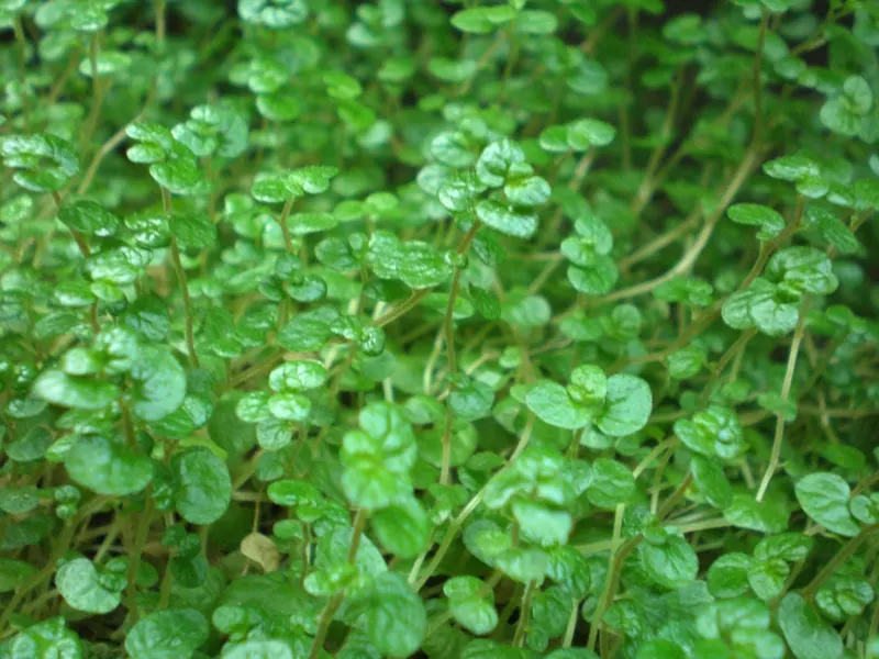 Baby's Tears (Soleirolia Soleirolii) — imparting a velvety texture to the garden floor