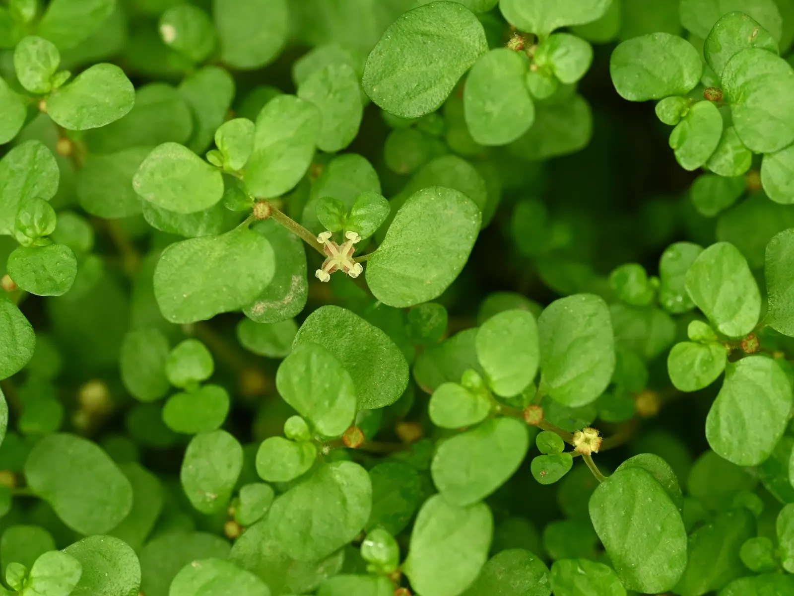 Baby's Tears (Soleirolia Soleirolii) — commonly known as Baby's Tears; this low-growing plant reaches a height of 1-6 inches with a spread of 12-18, image 49