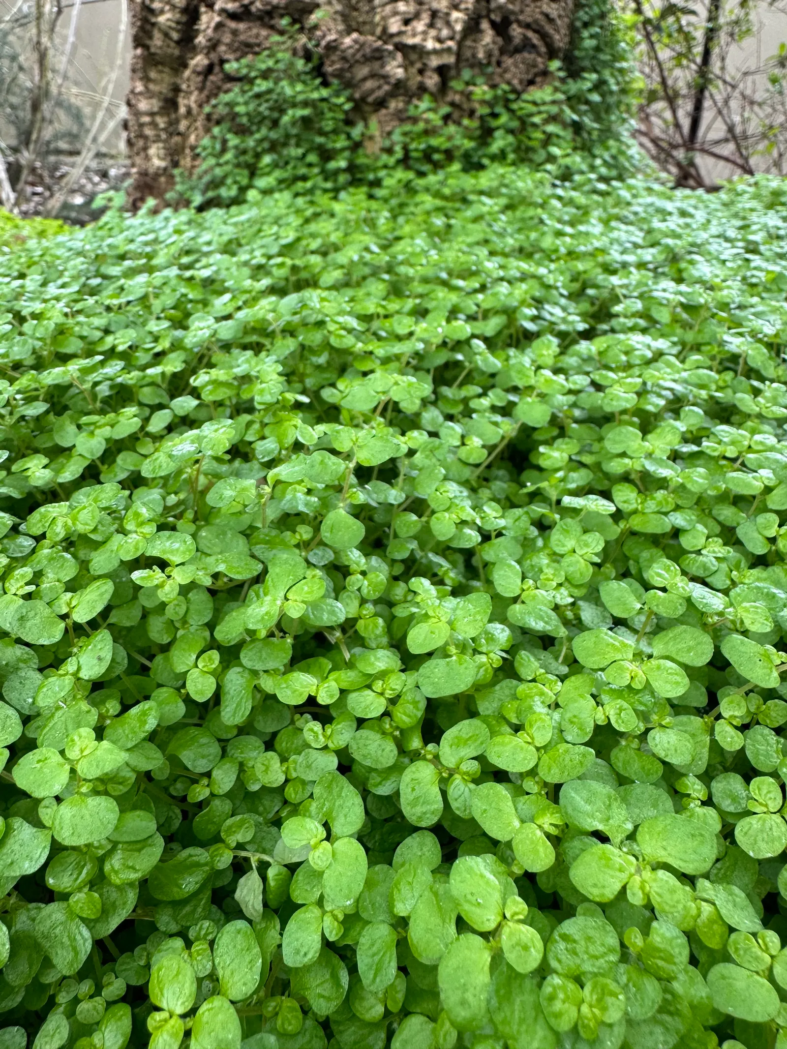 Baby's Tears (Soleirolia Soleirolii) — This low-growing plant reaches a height of 1-6 inches with a spread of 12-18 inches; commonly known as, image 52