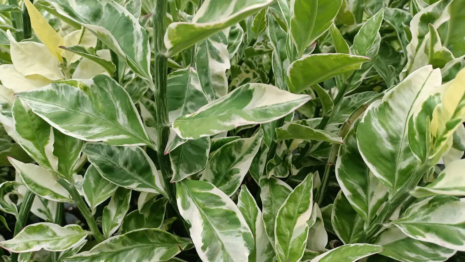 Baby's Tears (Soleirolia Soleirolii) — Its rapid growth and mat-forming habit provide an excellent option for filling gaps in shaded areas; this evergreen