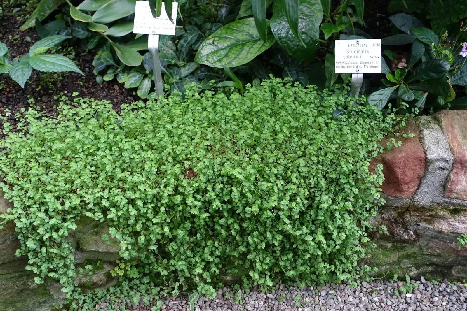 Baby's Tears (Soleirolia Soleirolii) — may also present in golden or variegated forms; rounded leaves less than 1/8 inch across