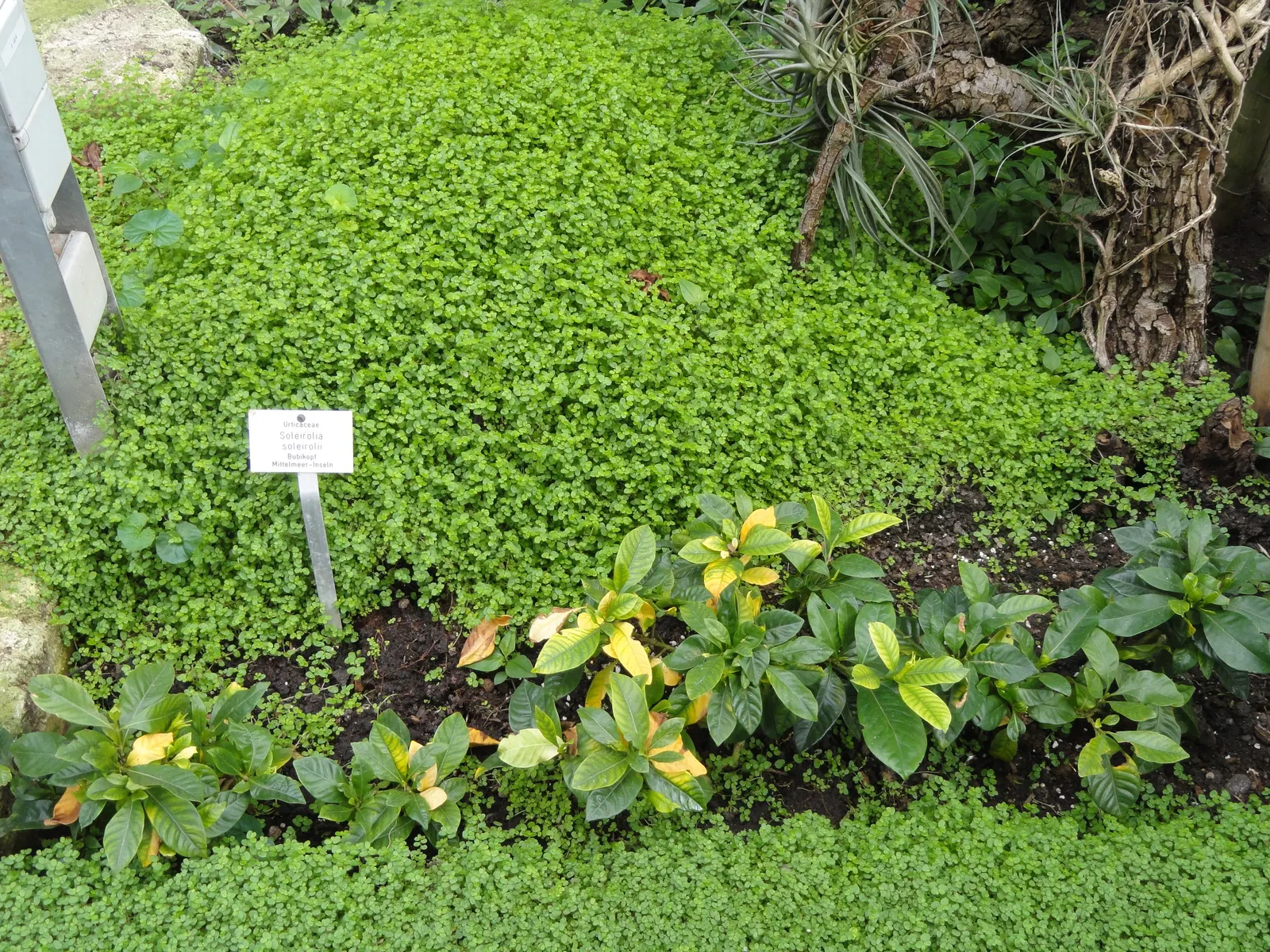 Baby's Tears (Soleirolia Soleirolii) — flourishing under the canopy of larger trees or in the dappled light of a woodland garden; commonly referred to as