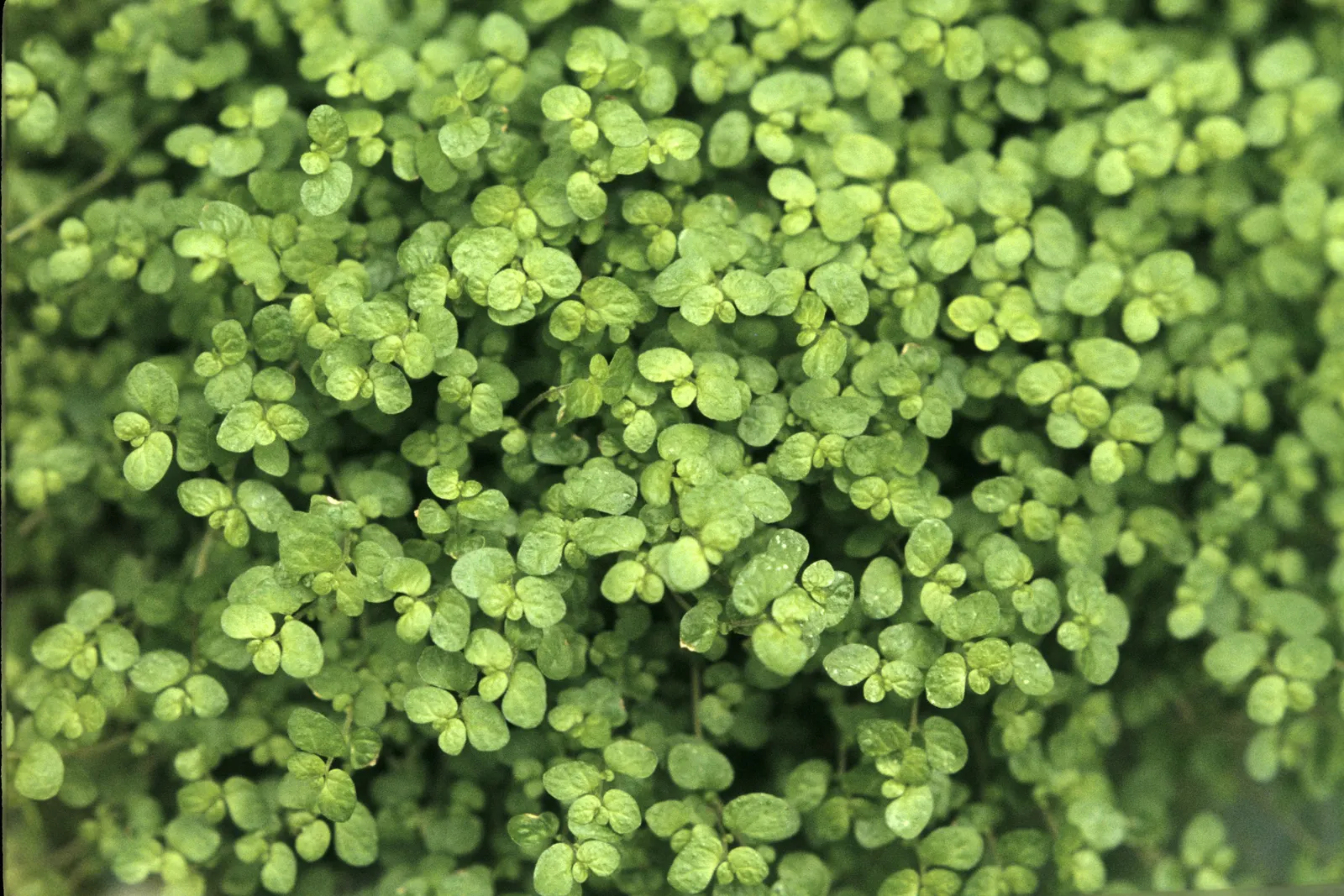 Baby's Tears (Soleirolia Soleirolii) — With a preference for a humid microclimate; making it ideal for ground cover or container gardens