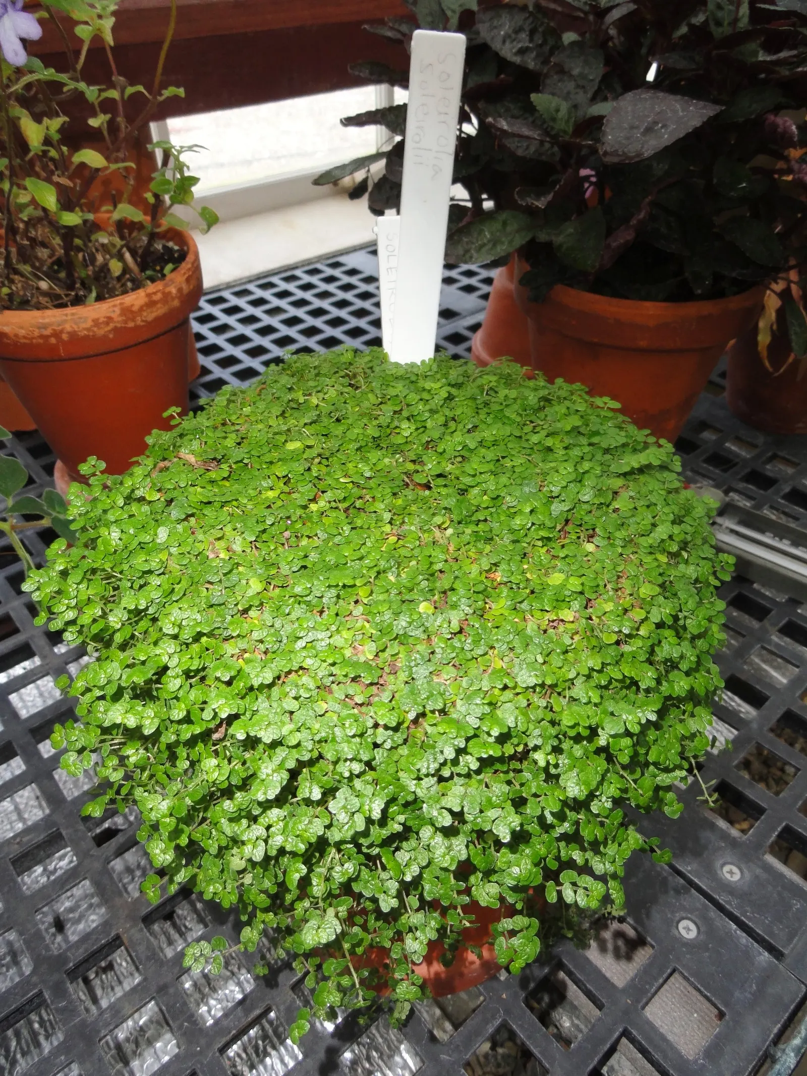Baby's Tears (Soleirolia Soleirolii) — imparting a velvety texture to the garden floor; these plants require minimal pruning but do benefit from regular