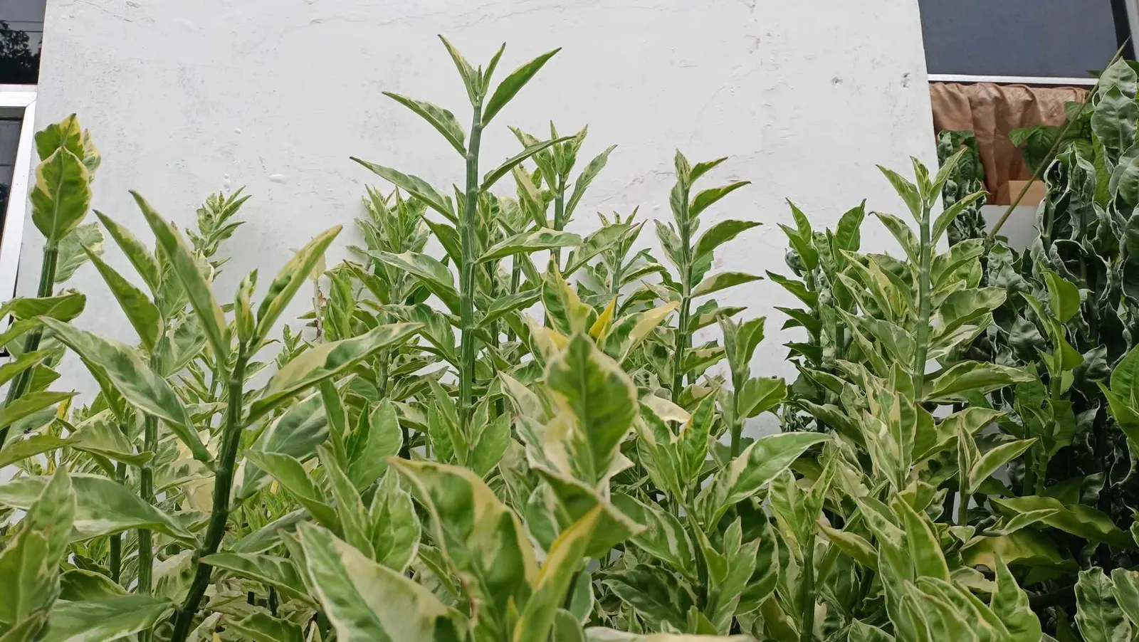 Baby's Tears (Soleirolia Soleirolii) — commonly known as Baby's Tears; this low-growing plant reaches a height of 1-6 inches with a spread of 12-18 inches