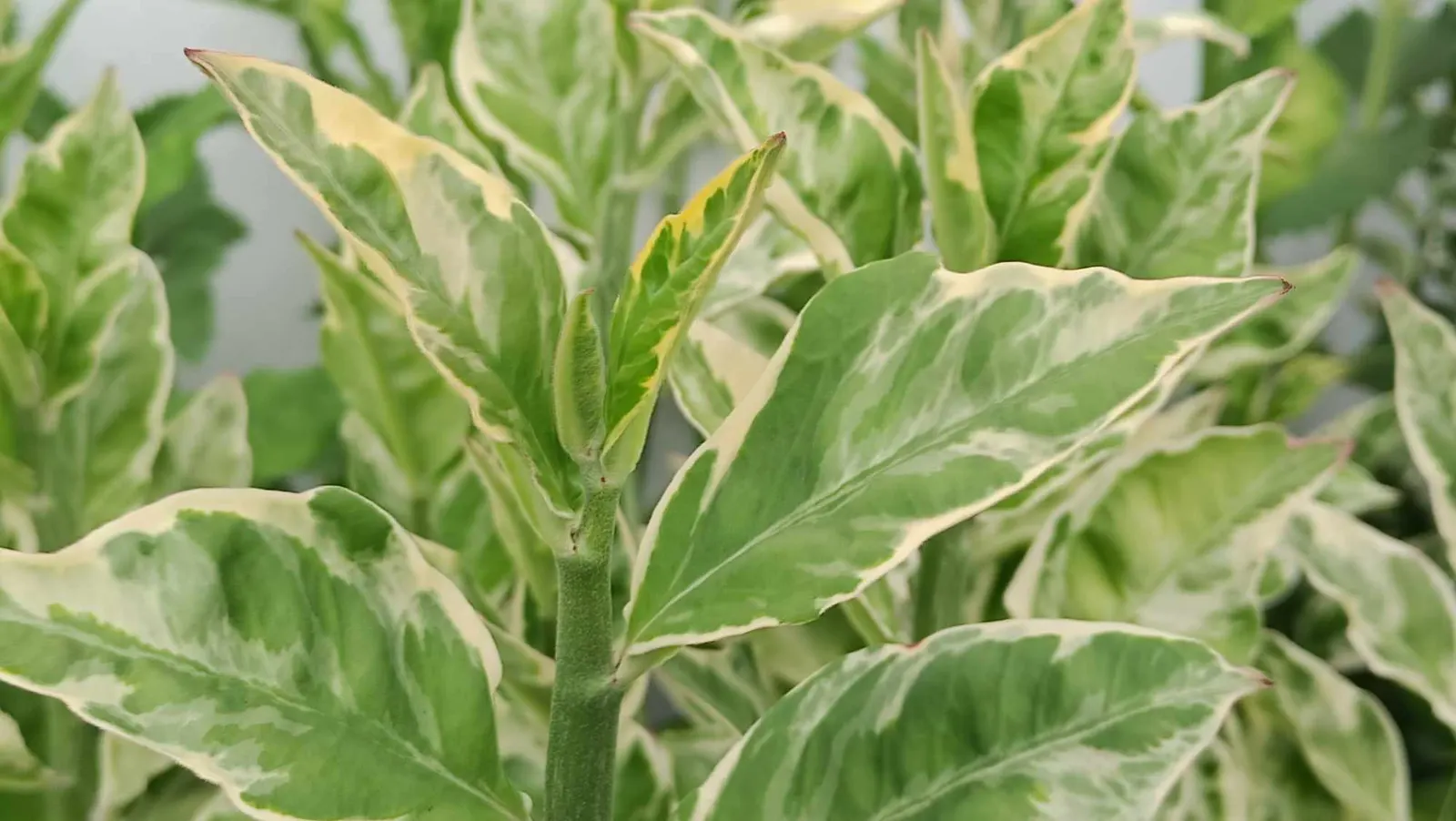 Baby's Tears (Soleirolia Soleirolii) — making it ideal for ground cover or container gardens