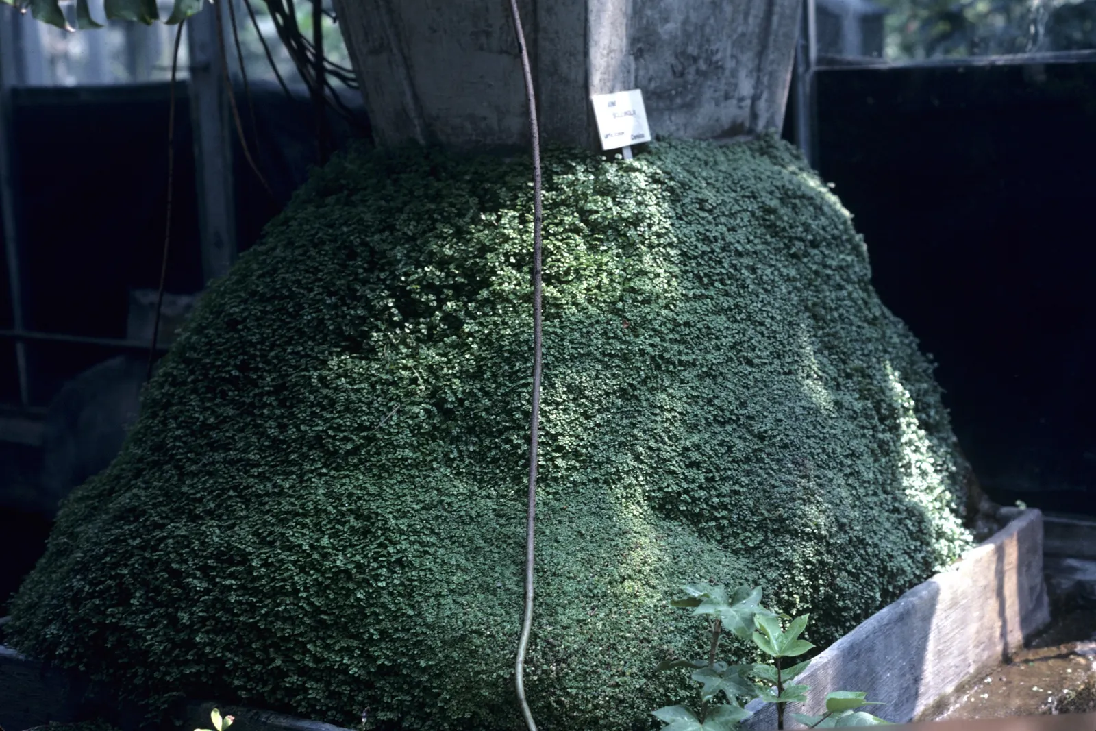 Baby's Tears (Soleirolia Soleirolii) — contributing an idyllic charm and requiring little care to maintain their lush appearance; baby's Tears thrive in part