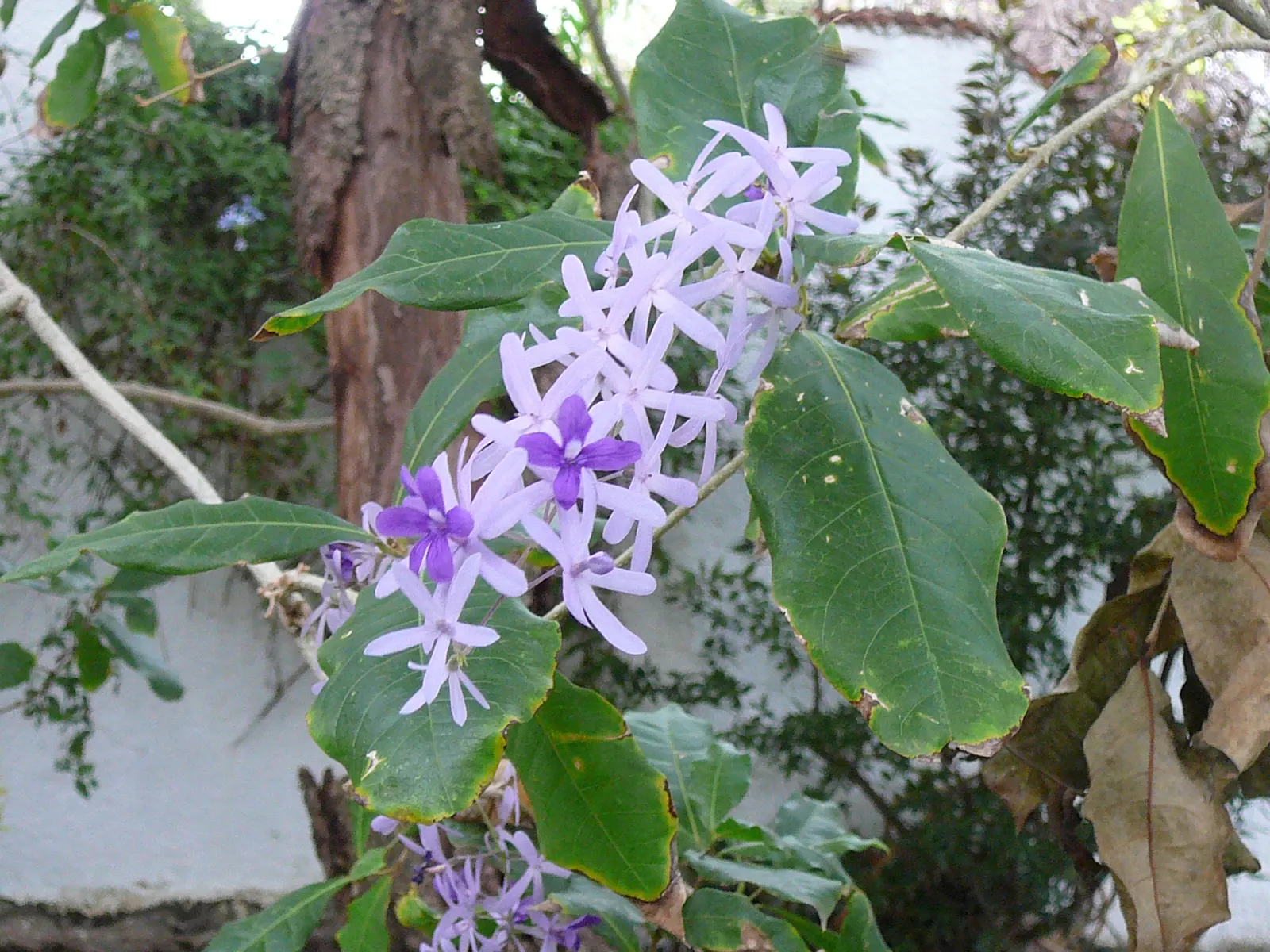 Queen's Wreath, Sandpaper Vine (Petrea Volubilis) — Queen's Wreath (Petrea volubilis); blooming primarily in spring, it reaches lengths up to 40 ft