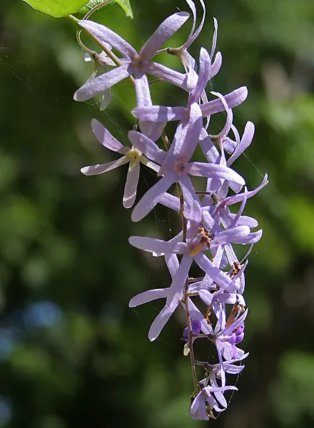 Queen's Wreath, Sandpaper Vine (Petrea Volubilis) — hence the common name Sandpaper Vine; with peak flowering occurring in early spring, image 72