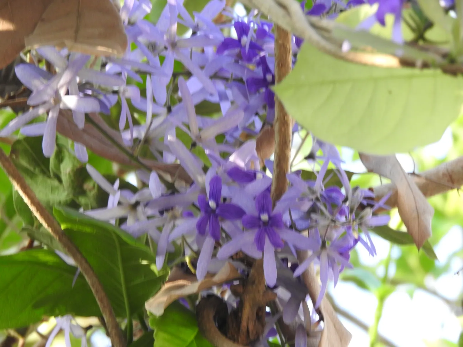 Queen's Wreath, Sandpaper Vine (Petrea Volubilis) — vine with blue and lavender blooms; dark green leaves that are rough to the touch, image 80