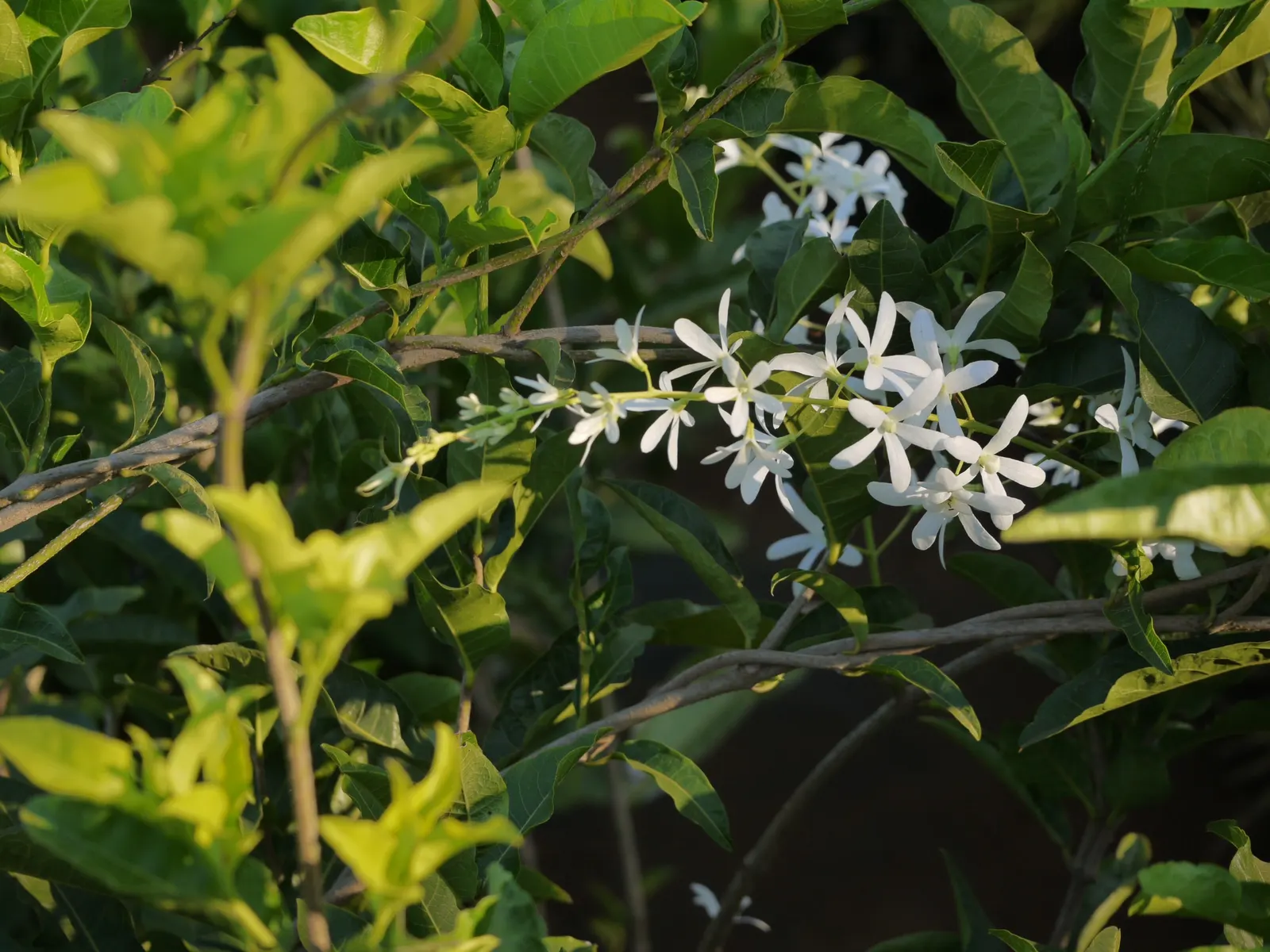 Queen's Wreath, Sandpaper Vine (Petrea Volubilis) — with peak flowering occurring in early spring; full sun is preferred, but it will tolerate, image 69