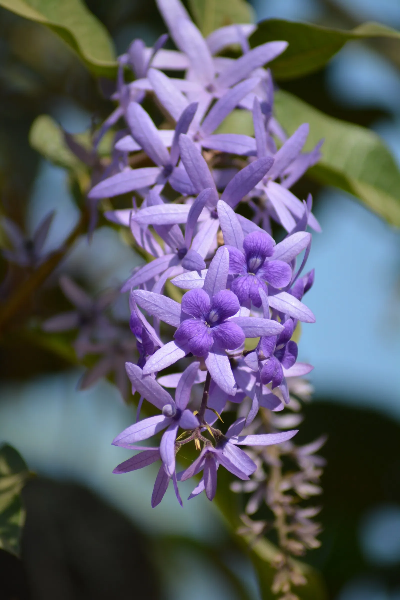 Queen's Wreath, Sandpaper Vine (Petrea Volubilis) — boasts cascading clusters of purple flowers akin to wisteria; hence the common name Sandpaper Vine