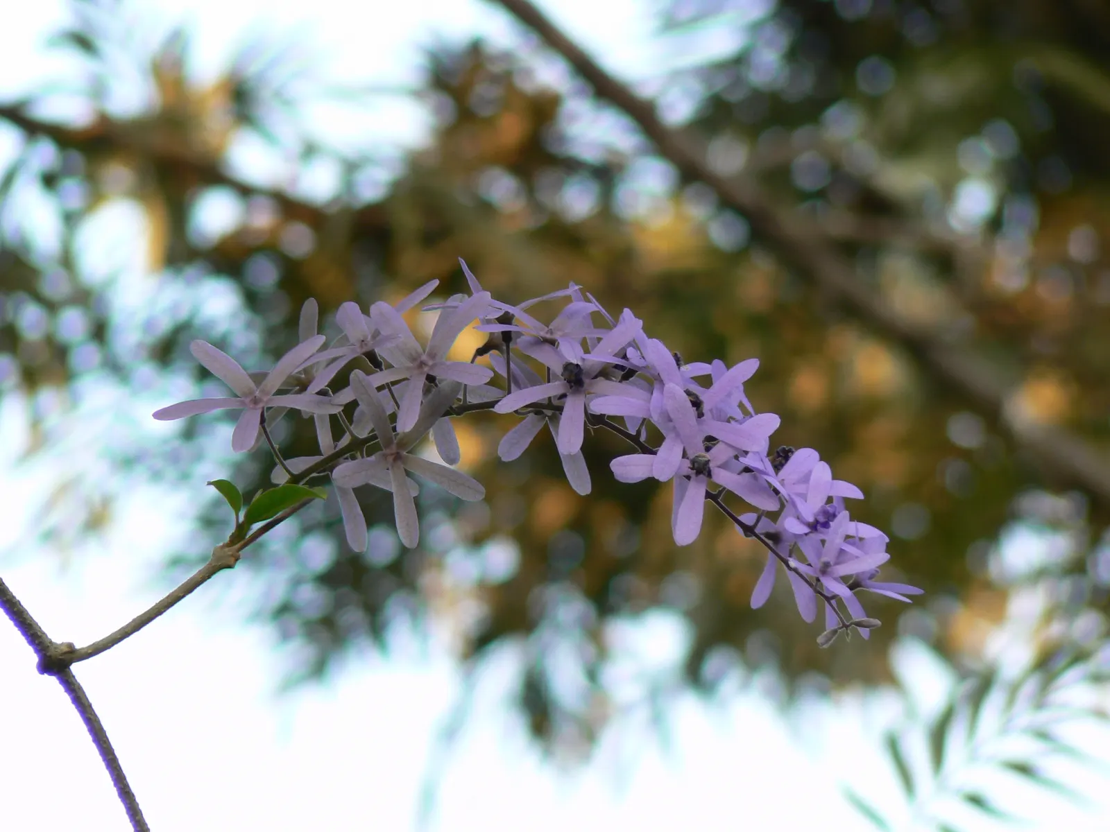Queen's Wreath, Sandpaper Vine (Petrea Volubilis) — star-like flowers that bloom prolifically from spring through fall, image 68