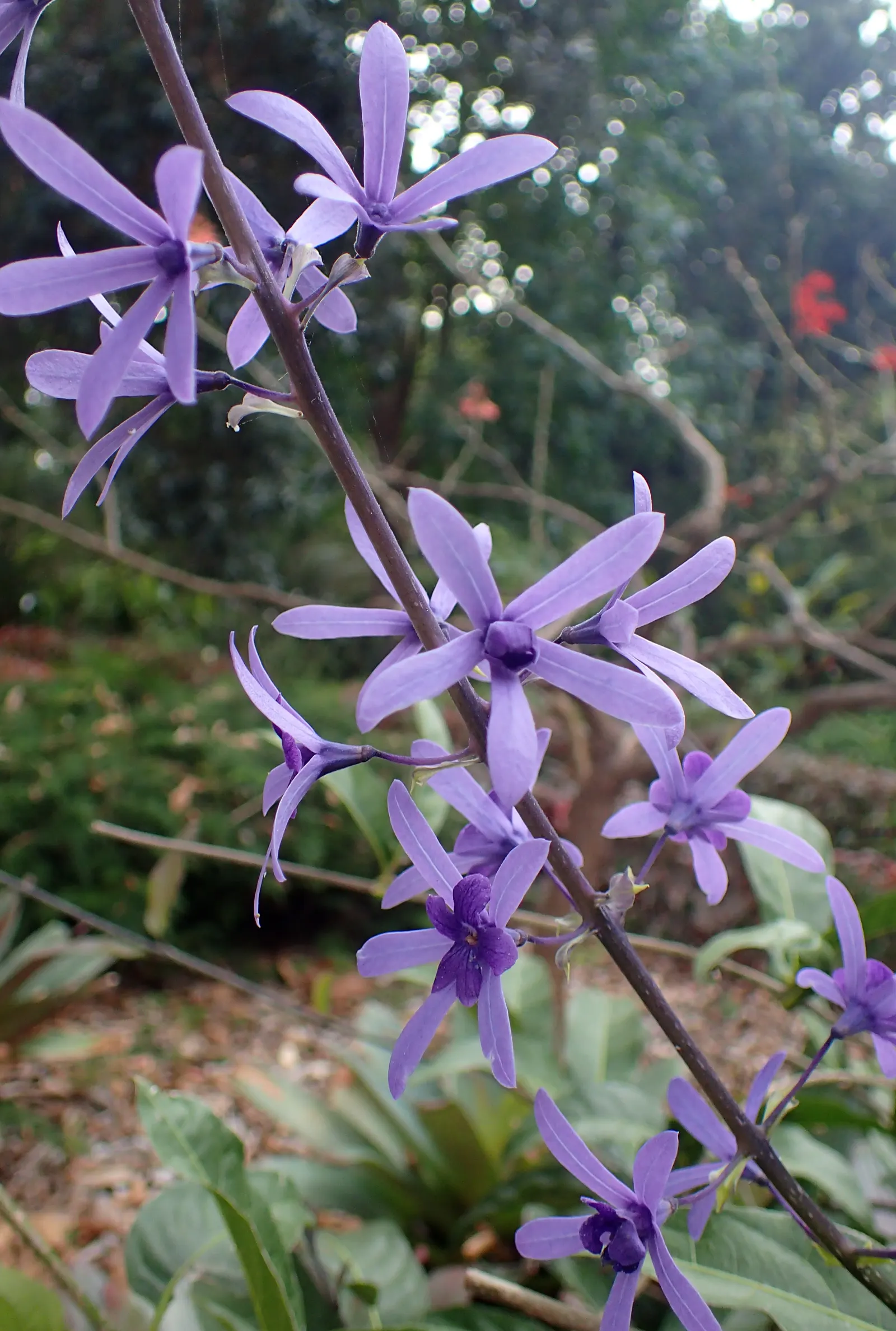 Queen's Wreath, Sandpaper Vine (Petrea Volubilis) — Its rough-textured leaves earn the ‚ÄòSandpaper‚Äô moniker, image 86